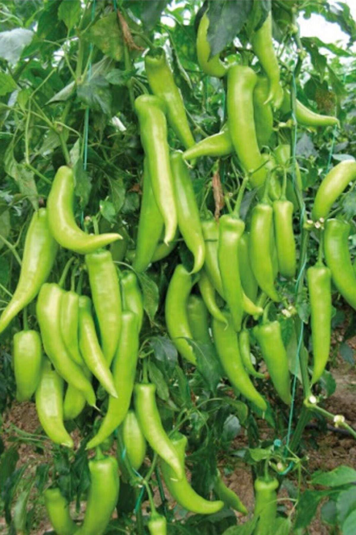 MBB ETİCARET Çarliston Biber Tohumu 10 Gr