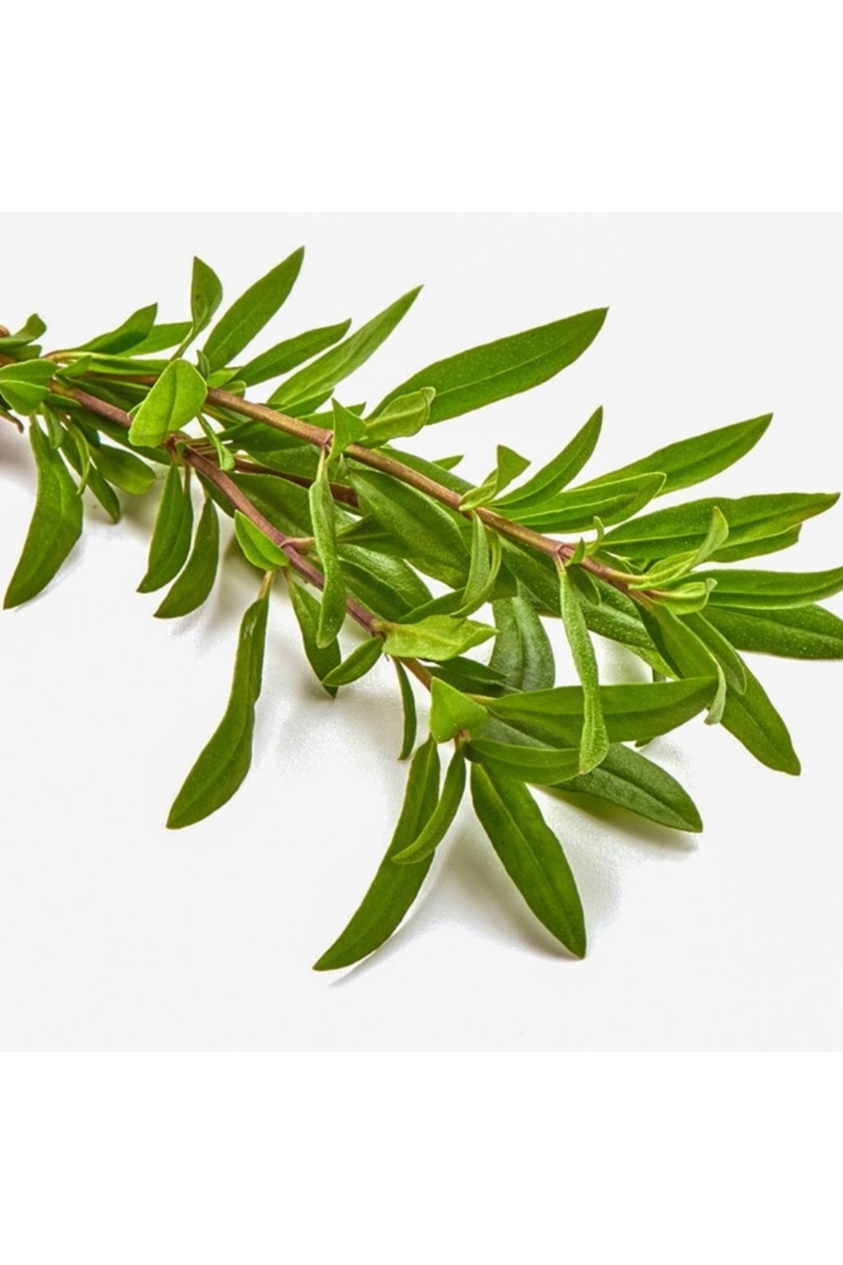 Thyme Seed 3 g 1 grocery store Hasan