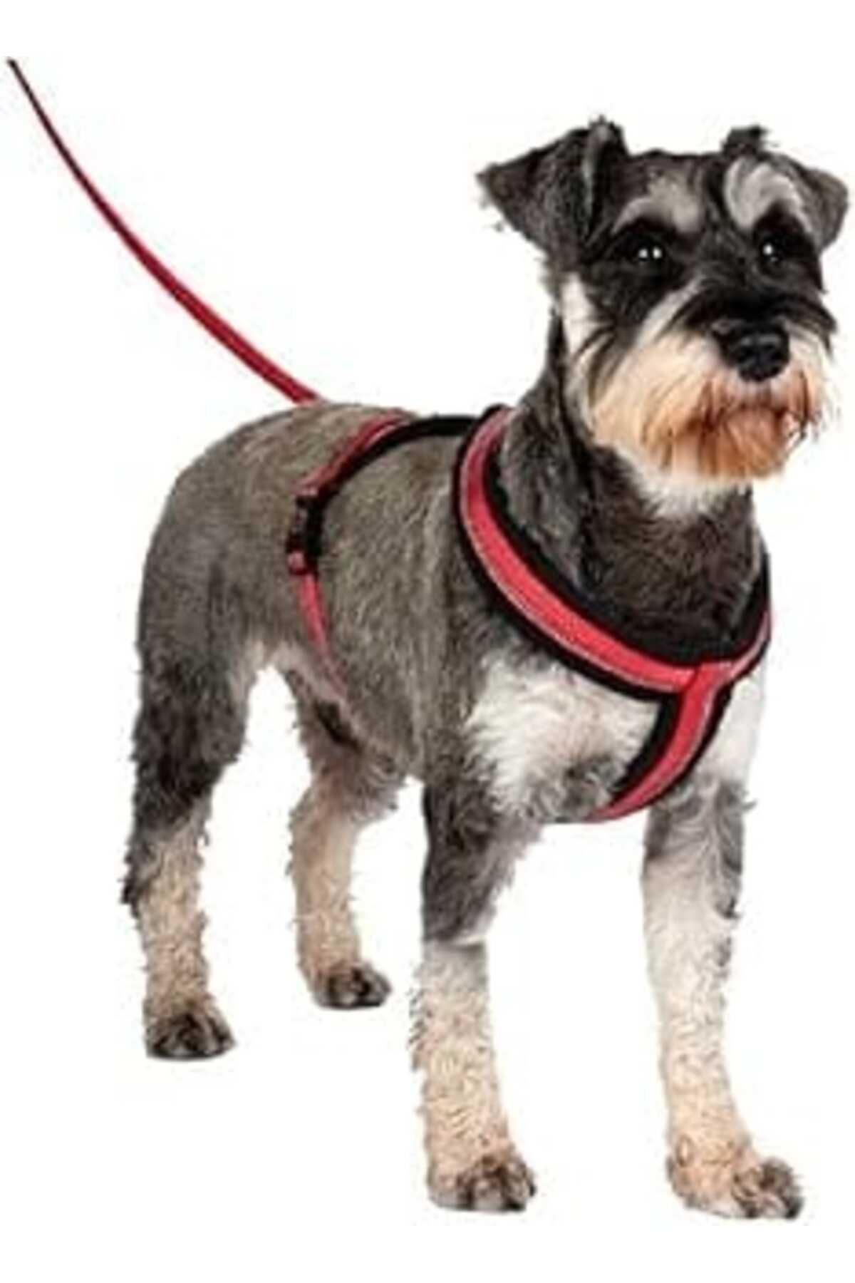 NZM TİCARET Company Of Animals Halti Comfy Göğüs Tasması, Xl Kırmızı