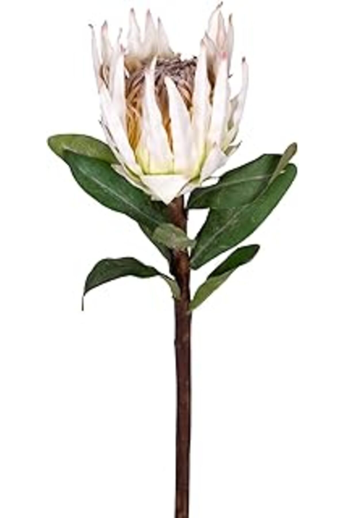 Pazarcan Yapay Protea Çiçeği Beyaz 60 Cm.