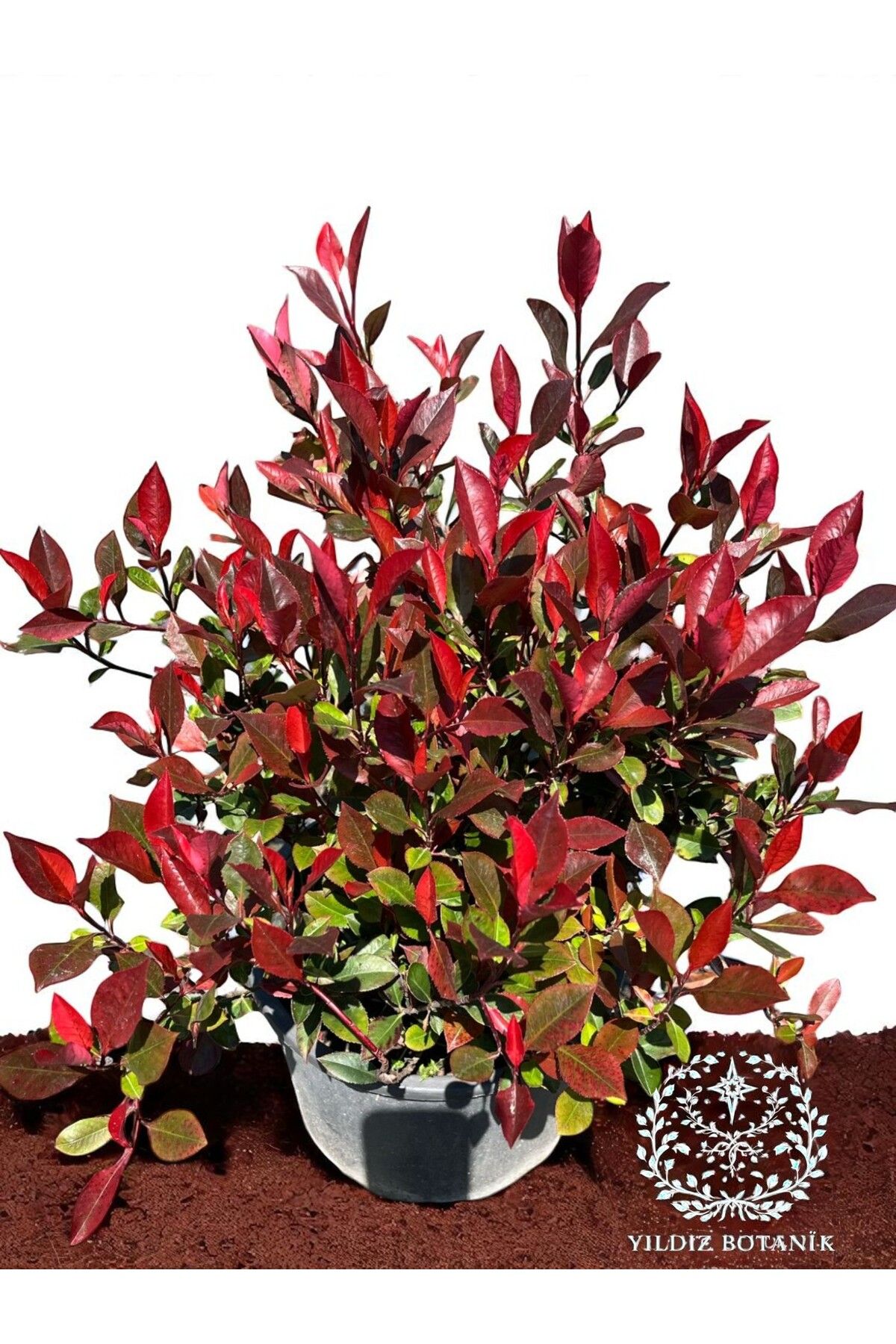 YILDIZ BOTANİK Bodur Alev Çalısı Yarı Bodur Çit Bitkisi Photinia Red Robin Nana Extra Form 35-40 CM