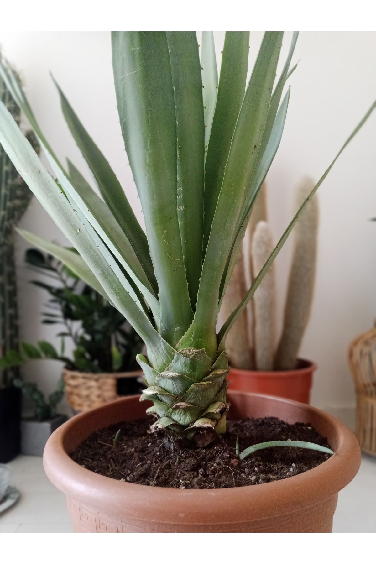 GROWTHPT Özel Agave Tequilana- Tekila Bitkisi