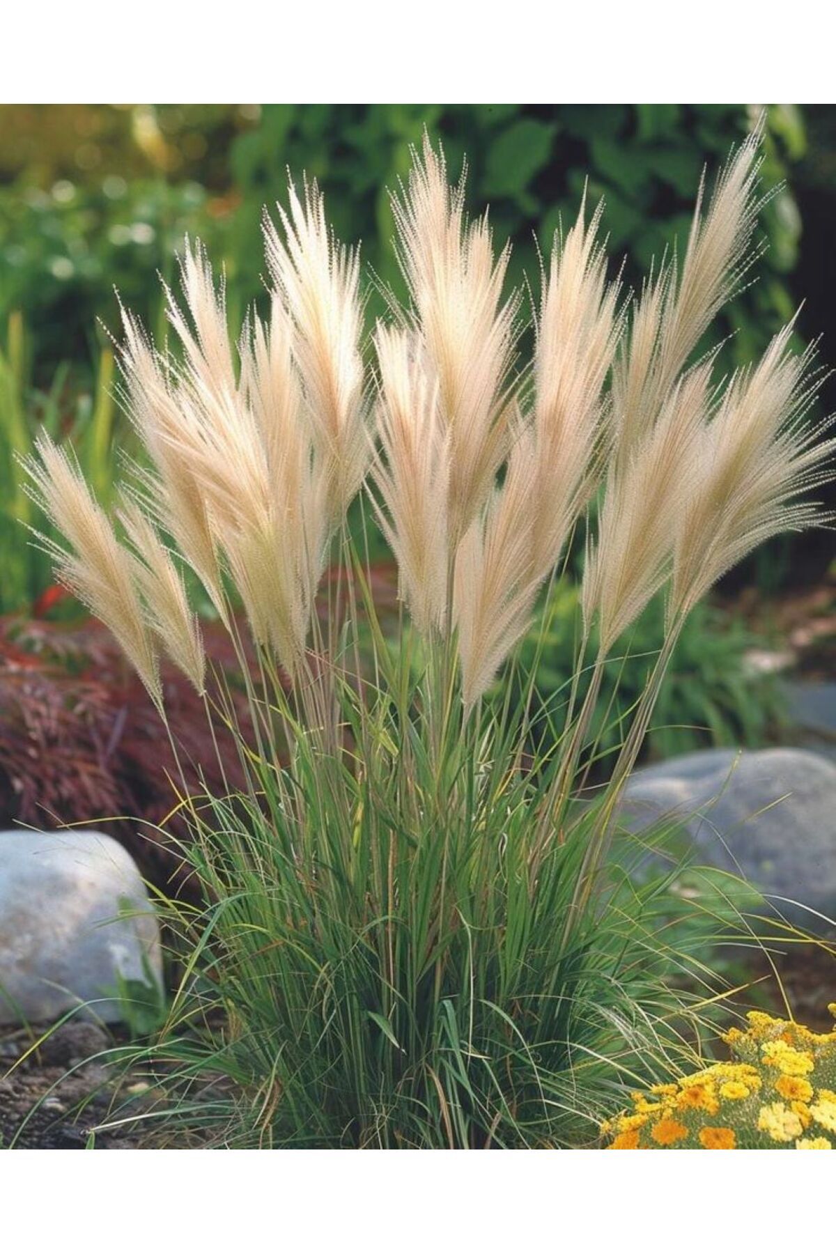 bahçevilya Stipa Pampas Otu 1-2 yaş arası saksılı 40 santim boy