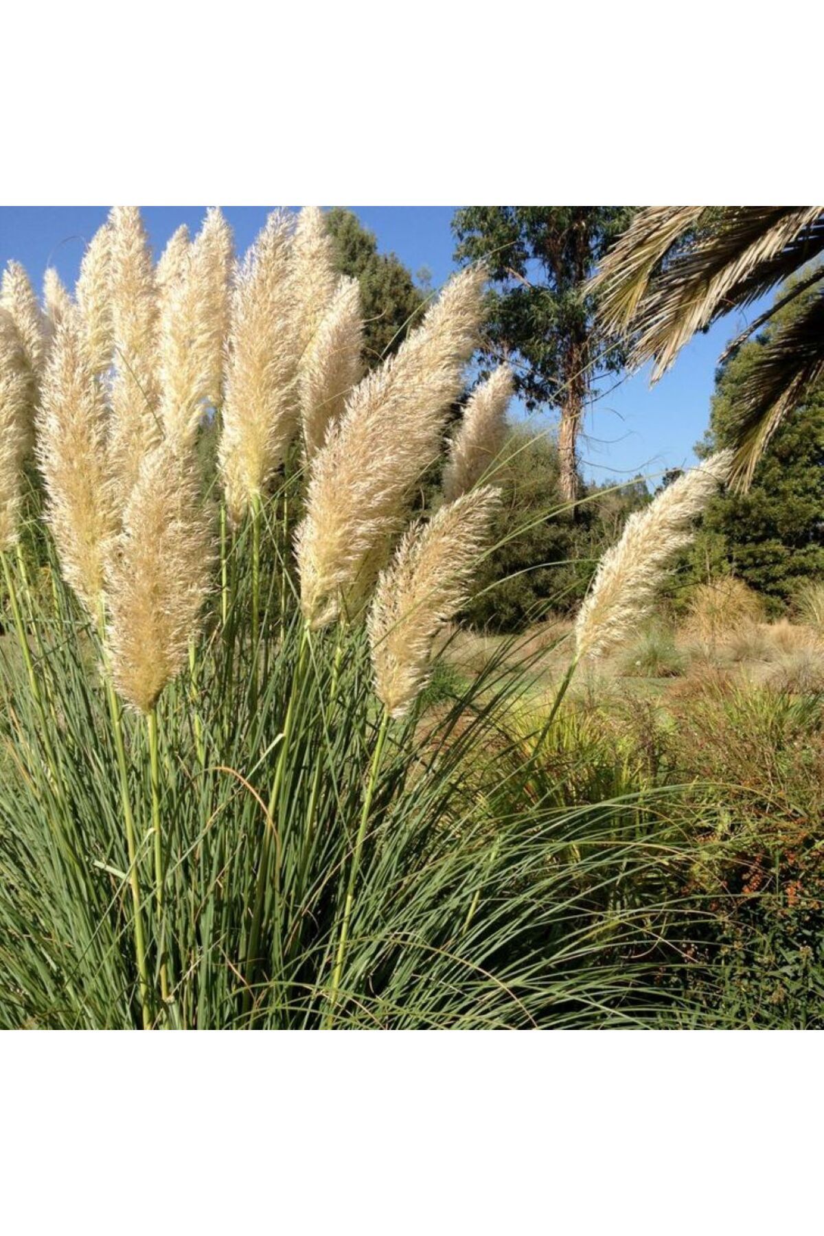 doğaşık Stipa Pampas Otu Fidanı 40 Cm 1-2 Yaş Arası Tüplü
