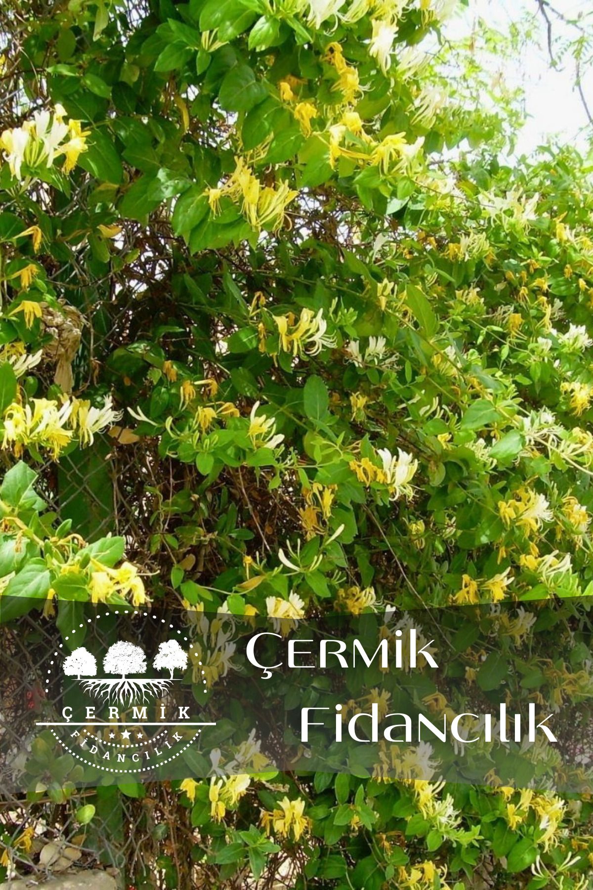 ÇERMİK FİDANCILIK Kokulu Hanımeli Sarmaşık Fidanı
