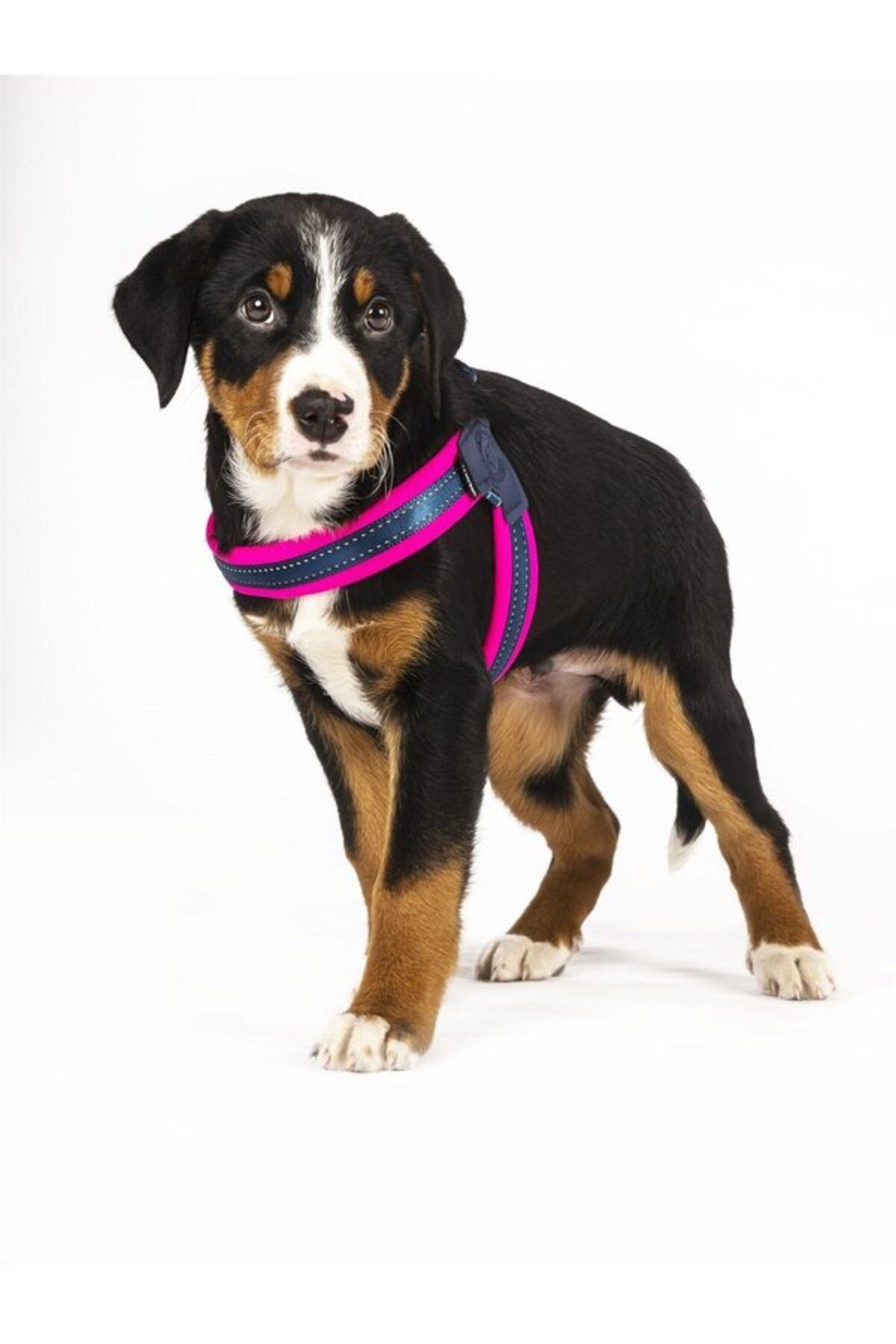 Max & Molly Matrix Q-Fit Köpek Göğüs Tasması