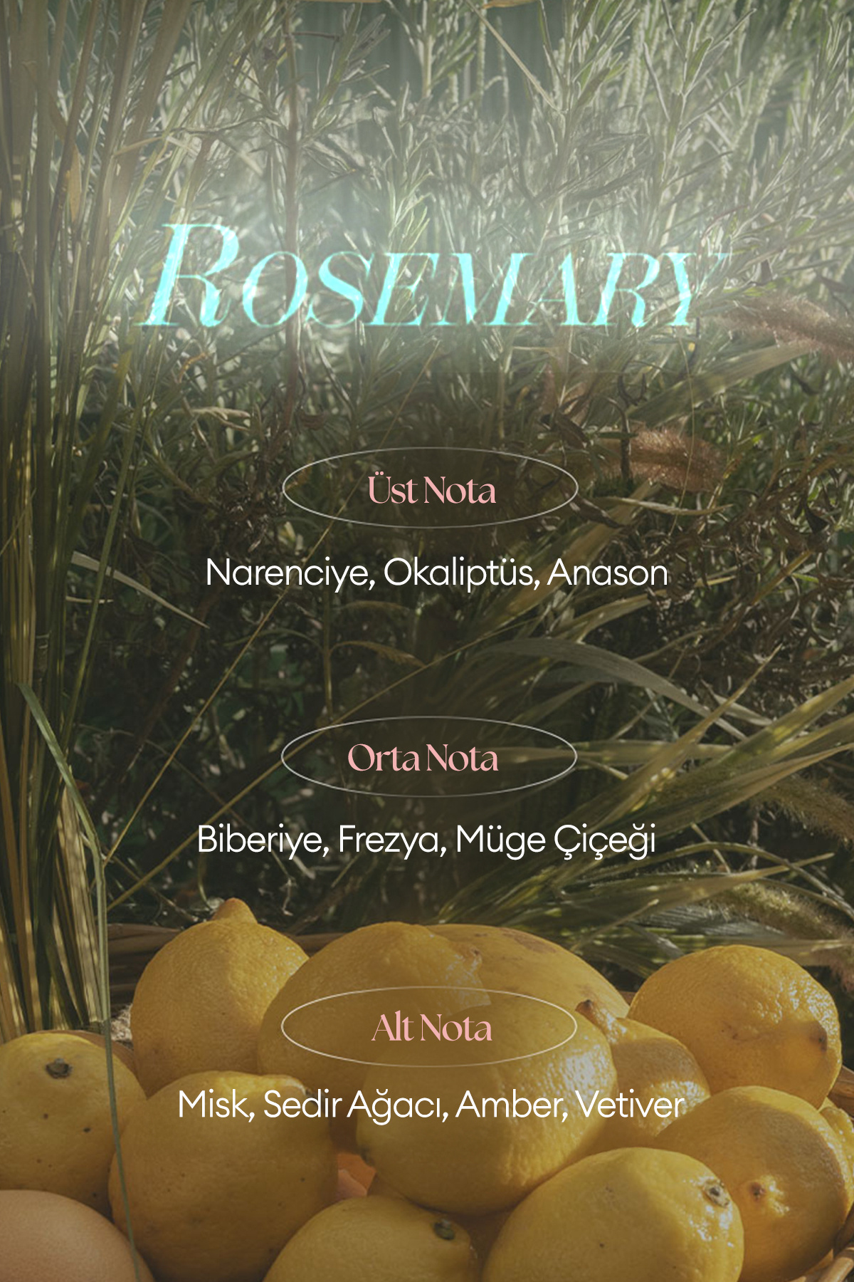 Missha-Moisturizing Hand Cream with Shea Butter a'Pieu Juicy Pang Perfume Hand Cream (Rosemary) 3