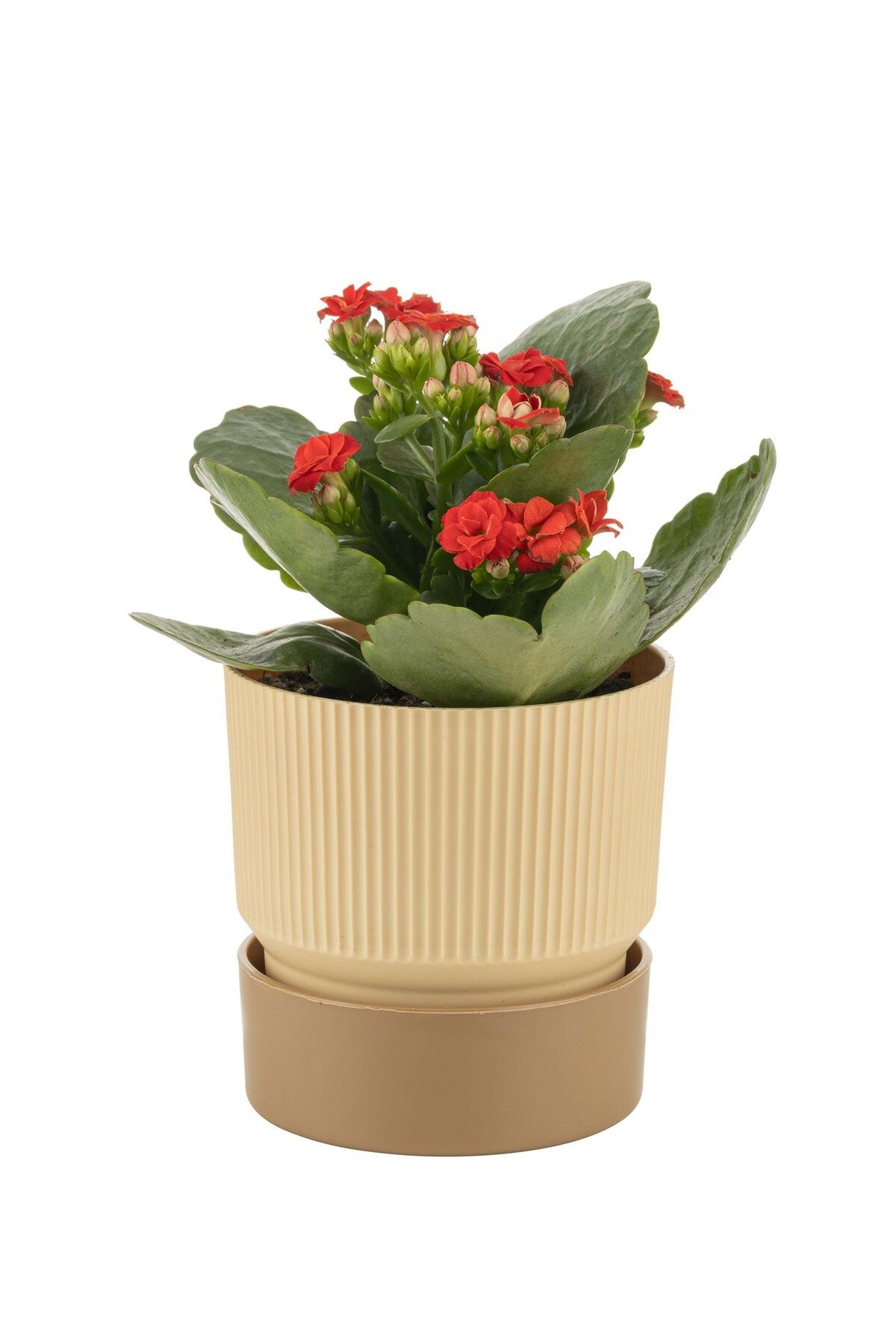 PetGrow Plastik Ixora Saksı-17