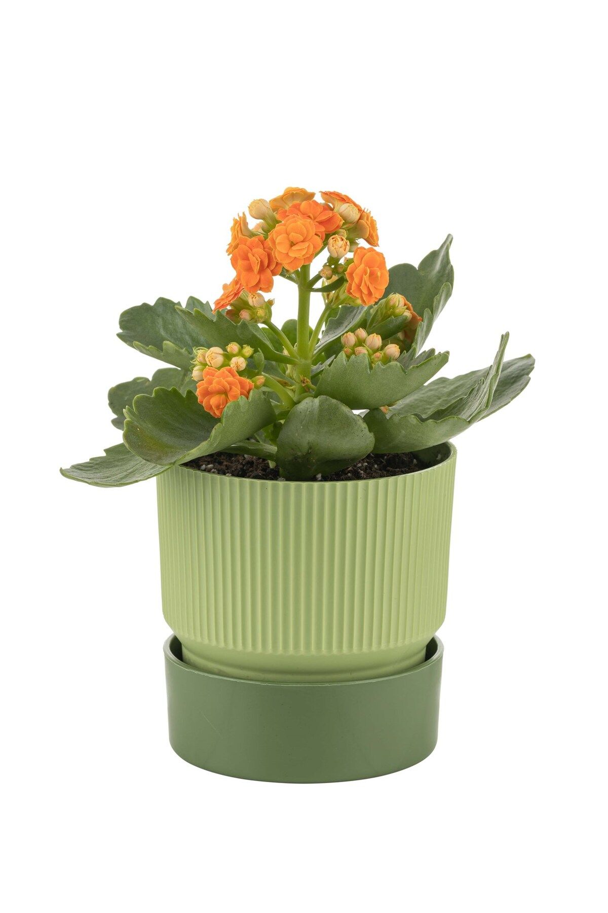 PetGrow Plastik Ixora Saksı-17
