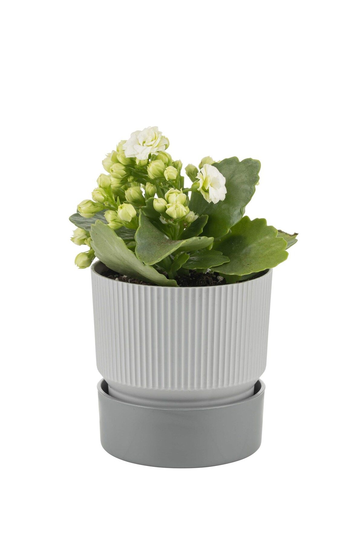 PetGrow Plastik Ixora Saksı-17