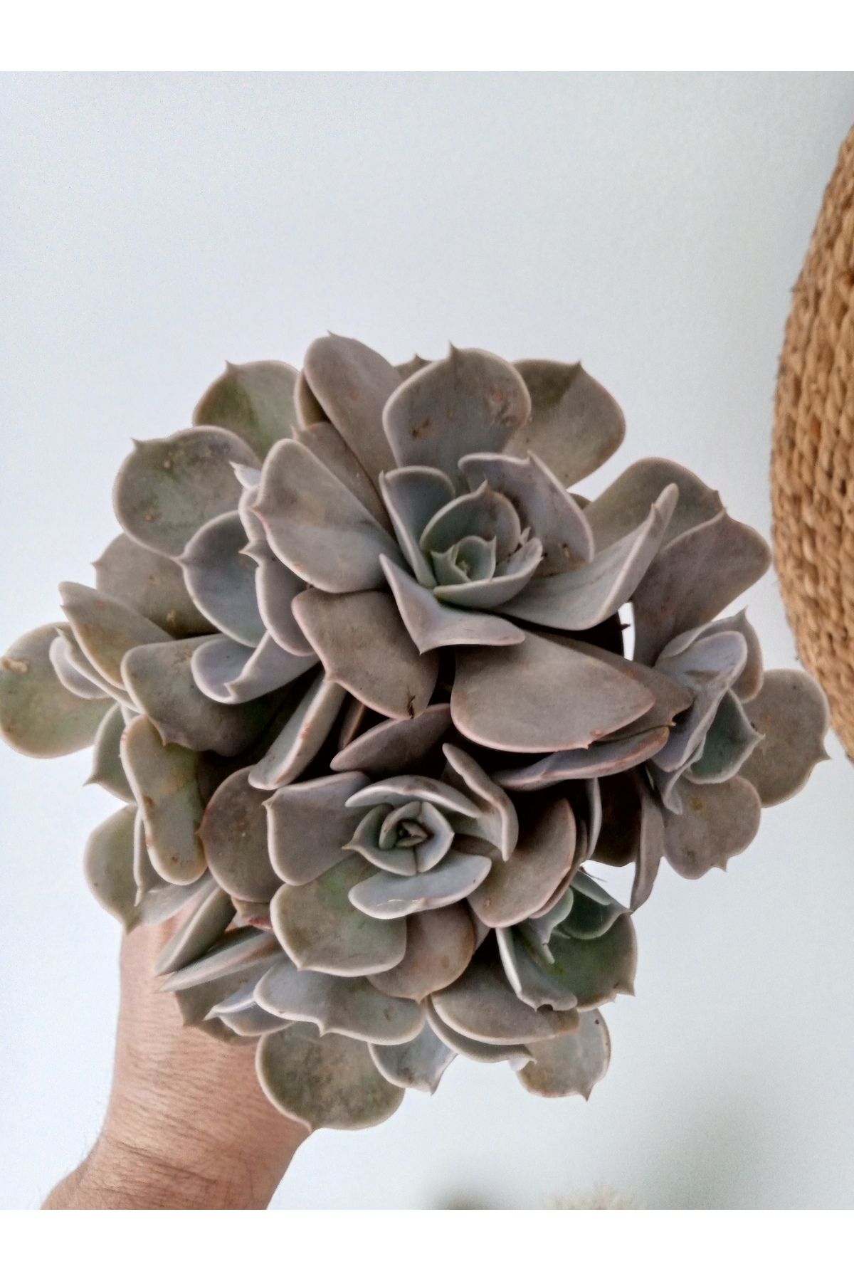 GROWTHPT Echeveria Lilacina Multi İri Form