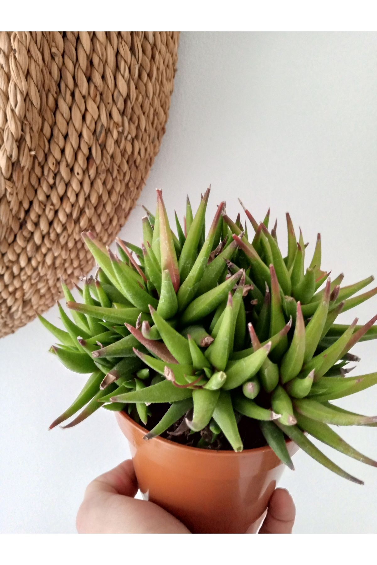 GROWTHPT Haworthia Spp İri buket formunda