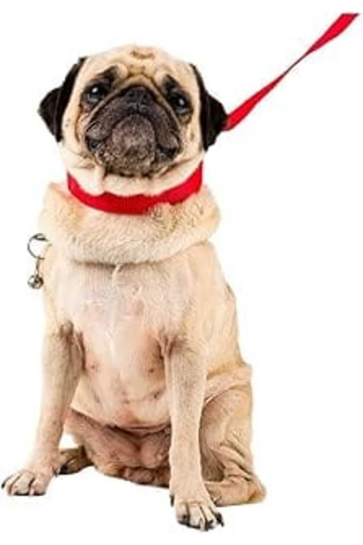 NZM TİCARET Köpek Tasması Köpek Gezdirme Ayarlanabilir Boyun Tasması Kırmızı 8682874802205