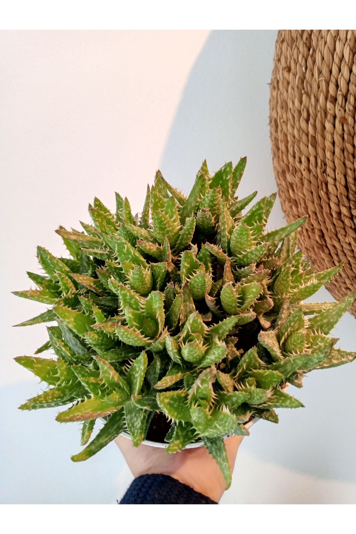 GROWTHPT Aloe Squarosa Mükemmel Form
