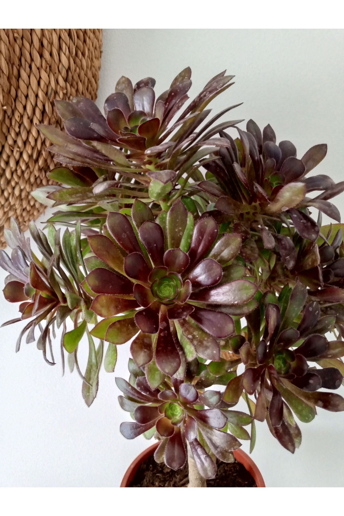 GROWTHPT Aeonium Arboreum