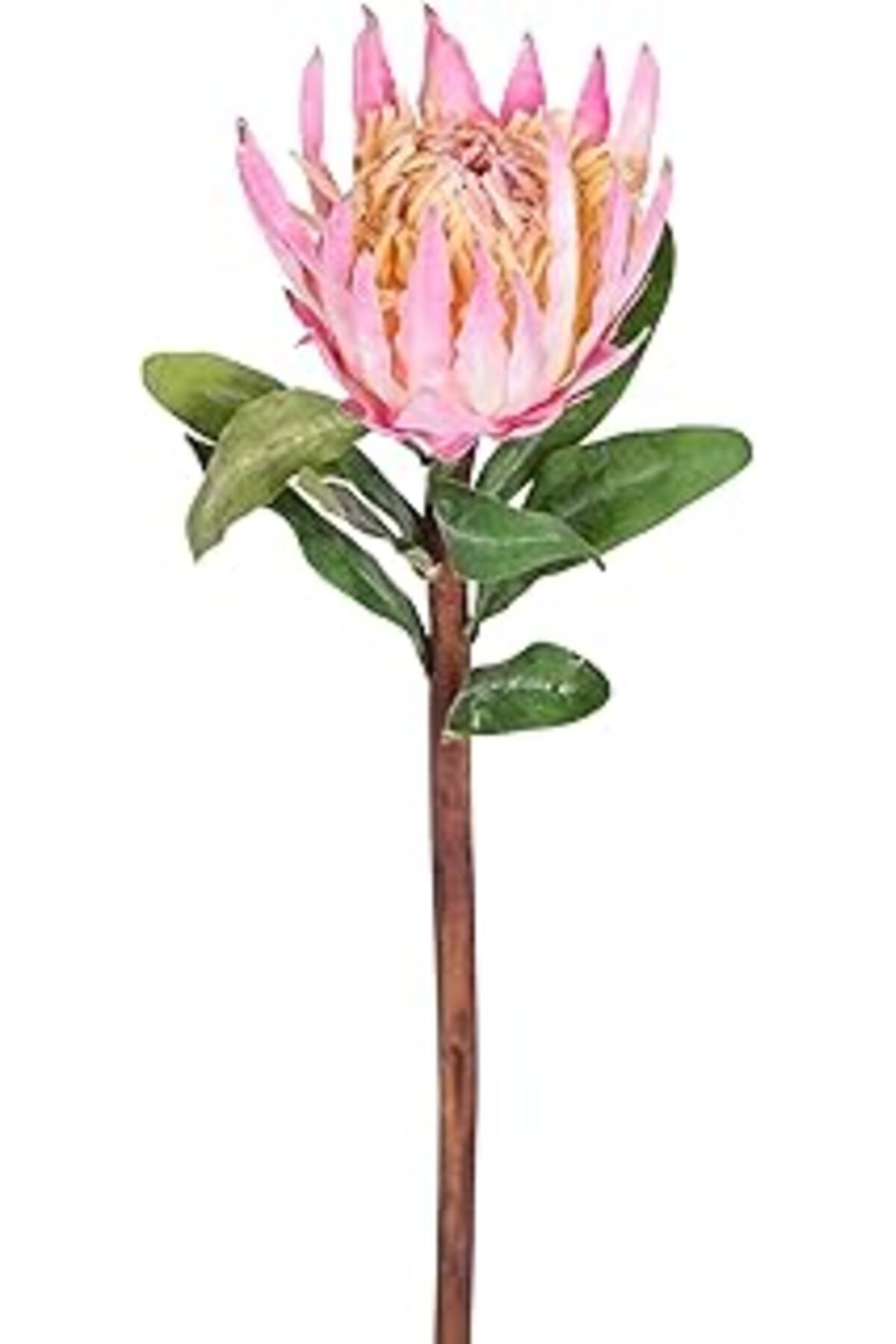 Mu Art Ahşap Herdekora Yapay Protea Çiçeği Pembe 60 Cm.