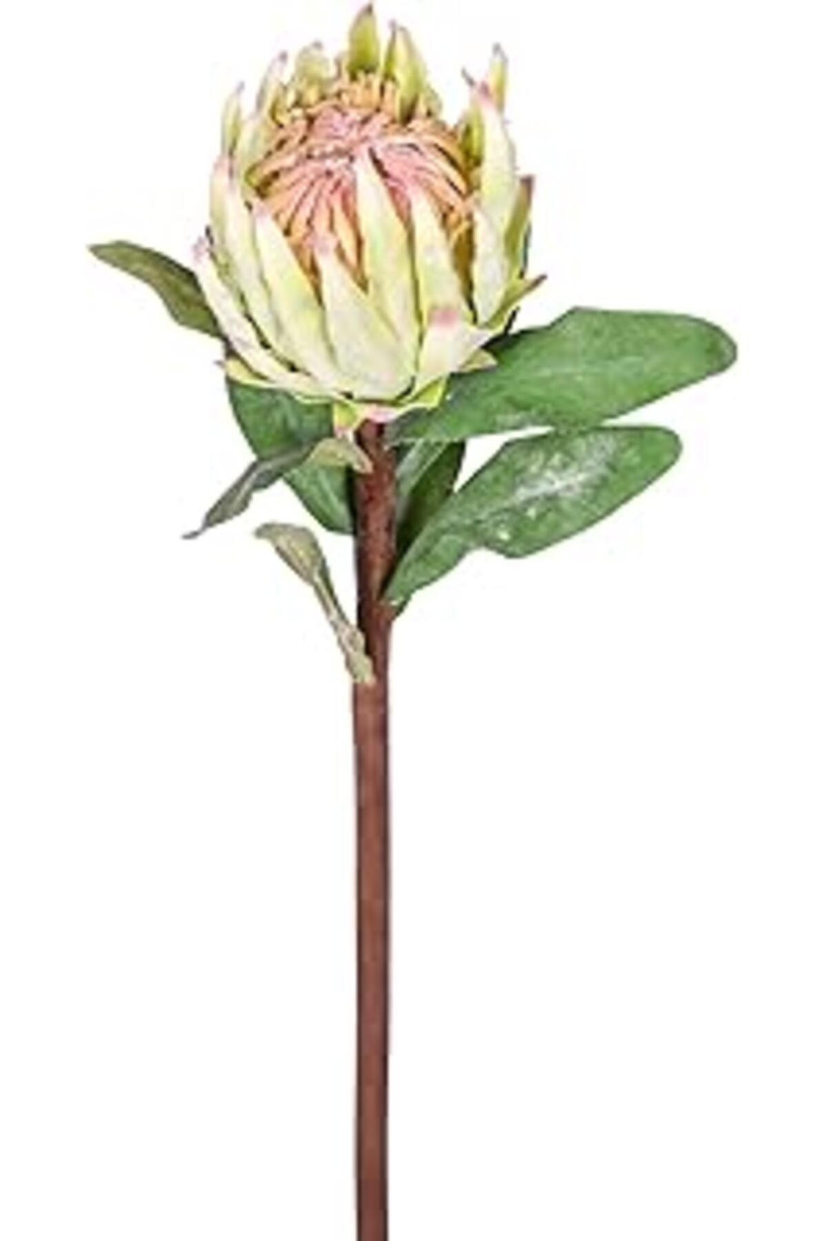 Mu Art Ahşap Yapay Protea Çiçeği Yeşil 60 Cm.