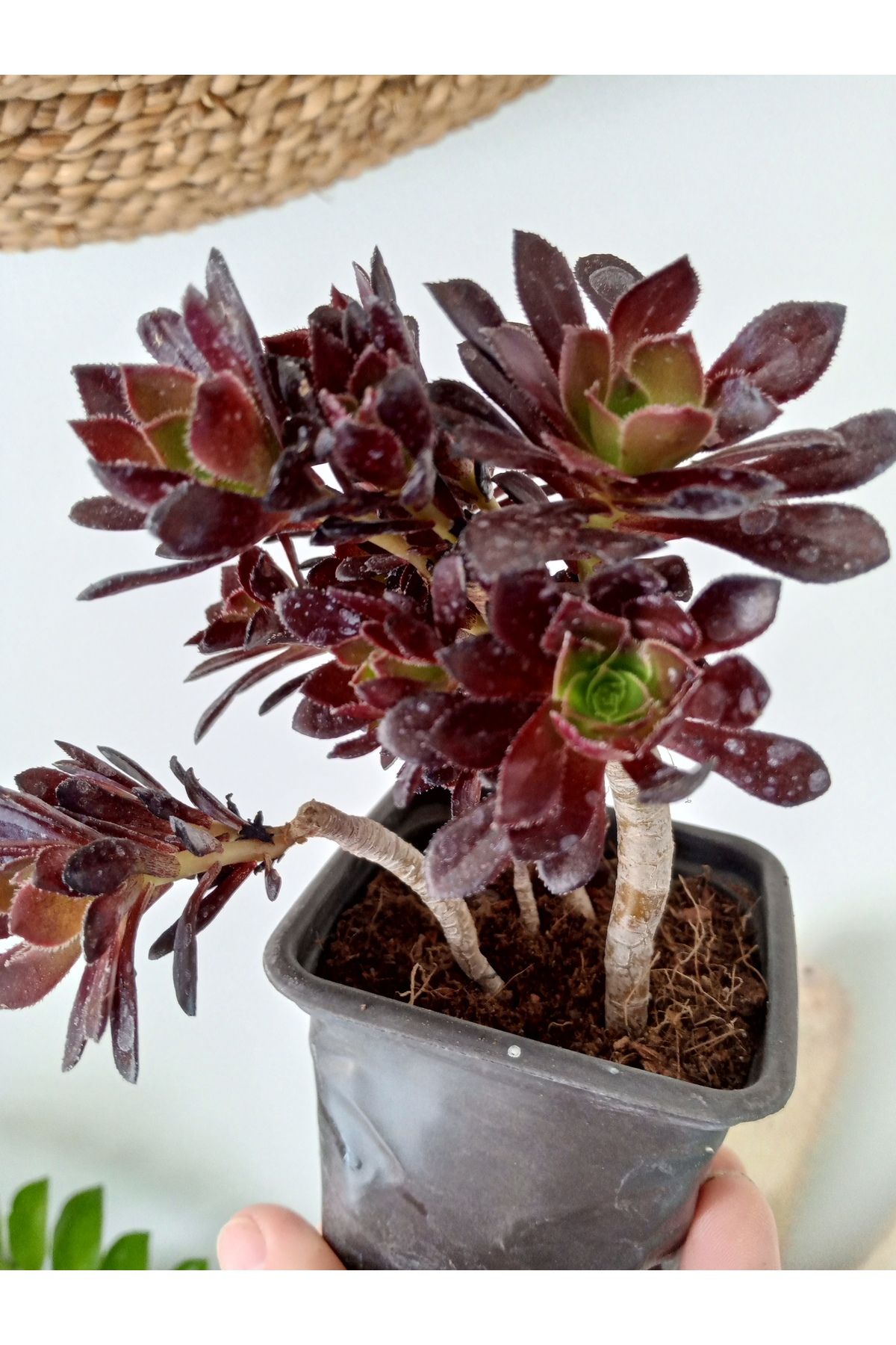 GROWTHPT Aeonium 7cm Saksıda