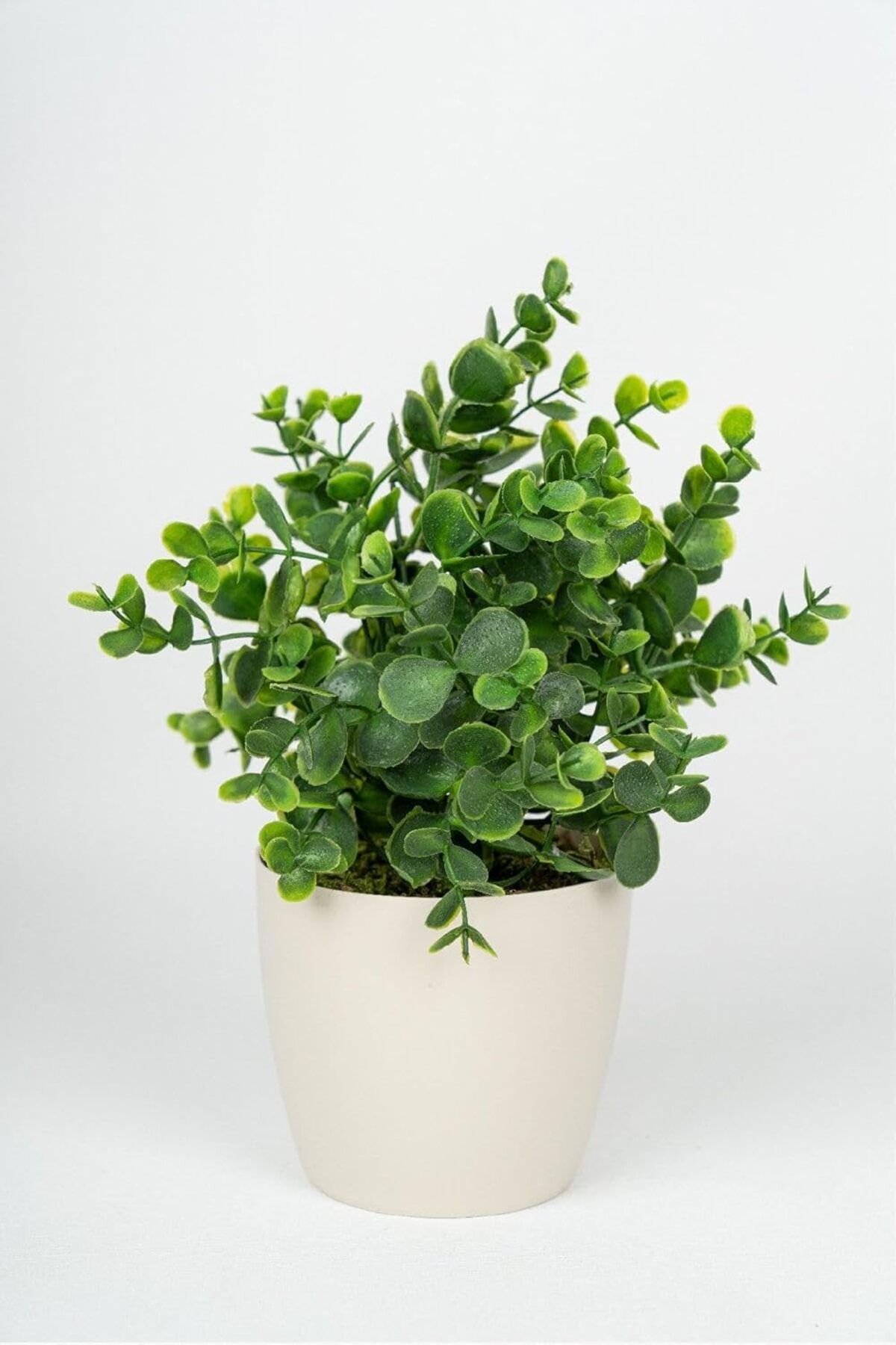 STOREMAX sellbuystore ÇİÇEKÇİNİZ Beyaz Saksıda Baby Okaliptus 1053513