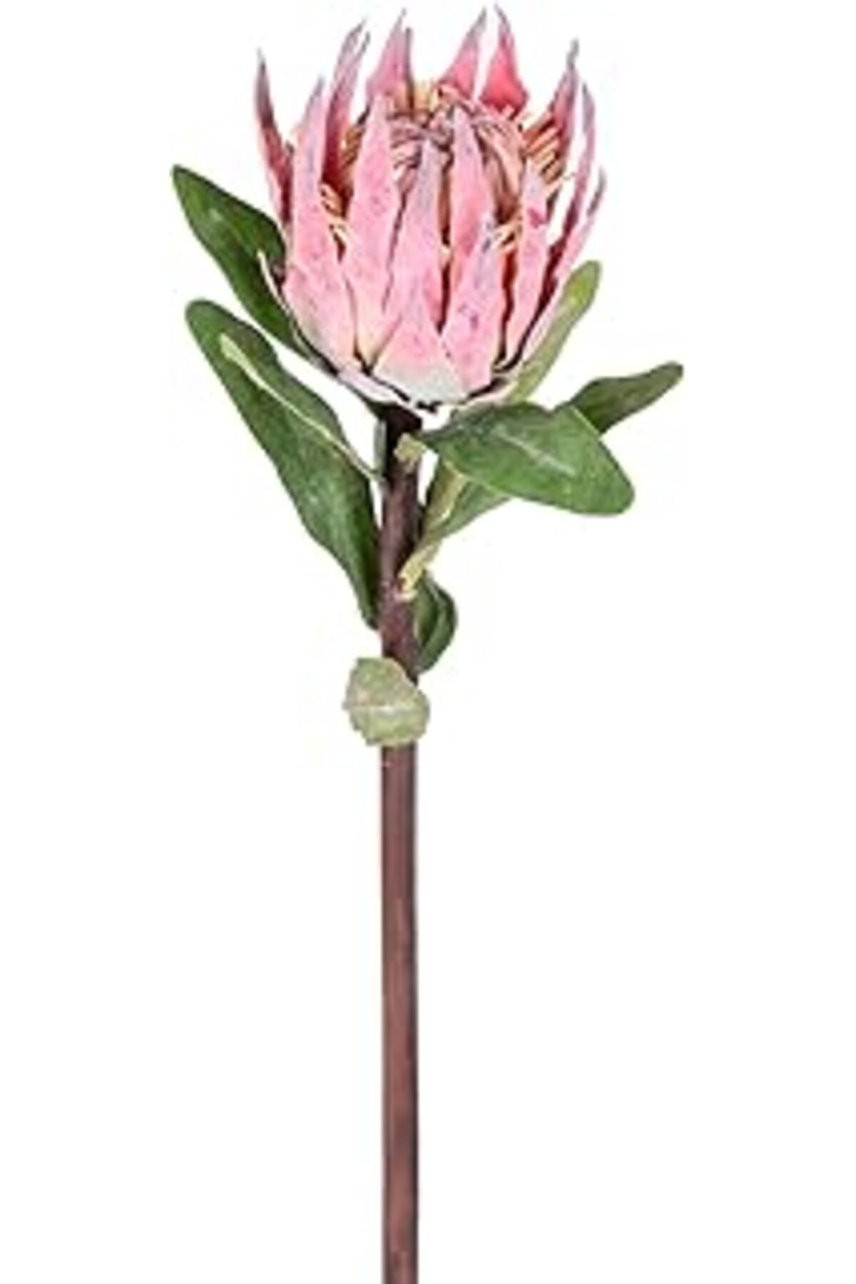 Mu Art Herdekora Yapay Protea Çiçeği Kırmızı 60 Cm.