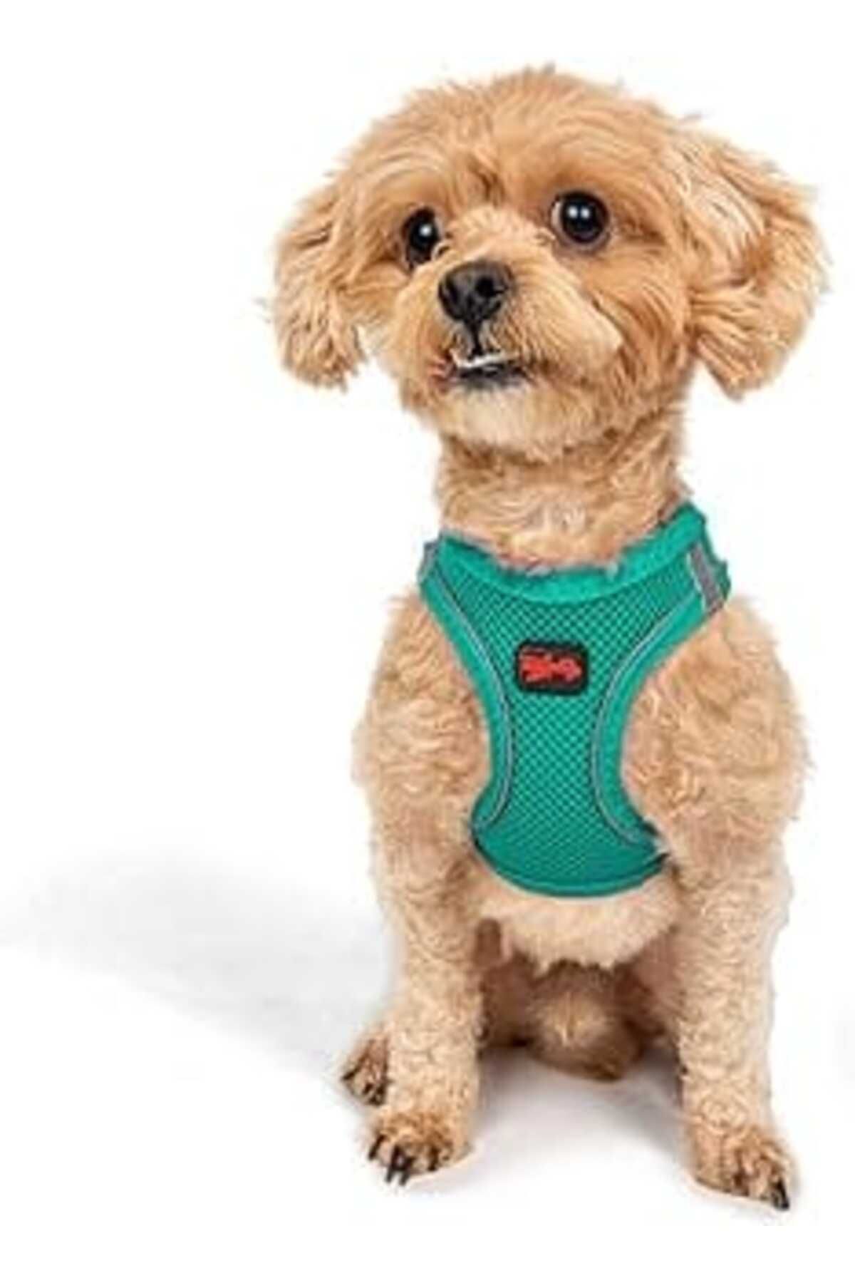 NZM TİCARET Tailpetz Air-Mesh Köpek Göğüs Tasması (Emerald, 3Xs)