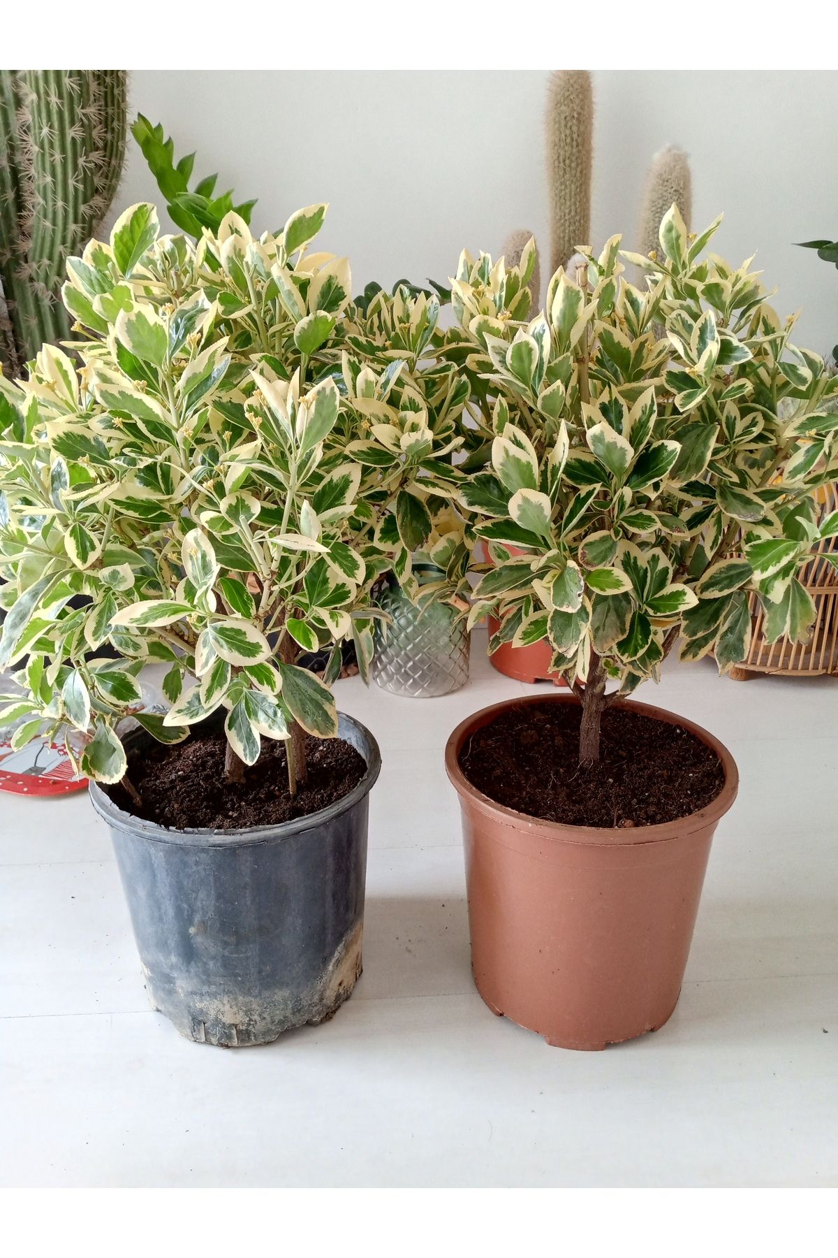 GROWTHPT Euonymus japonicus Bravo Gümüşi Taflan 1 Adet