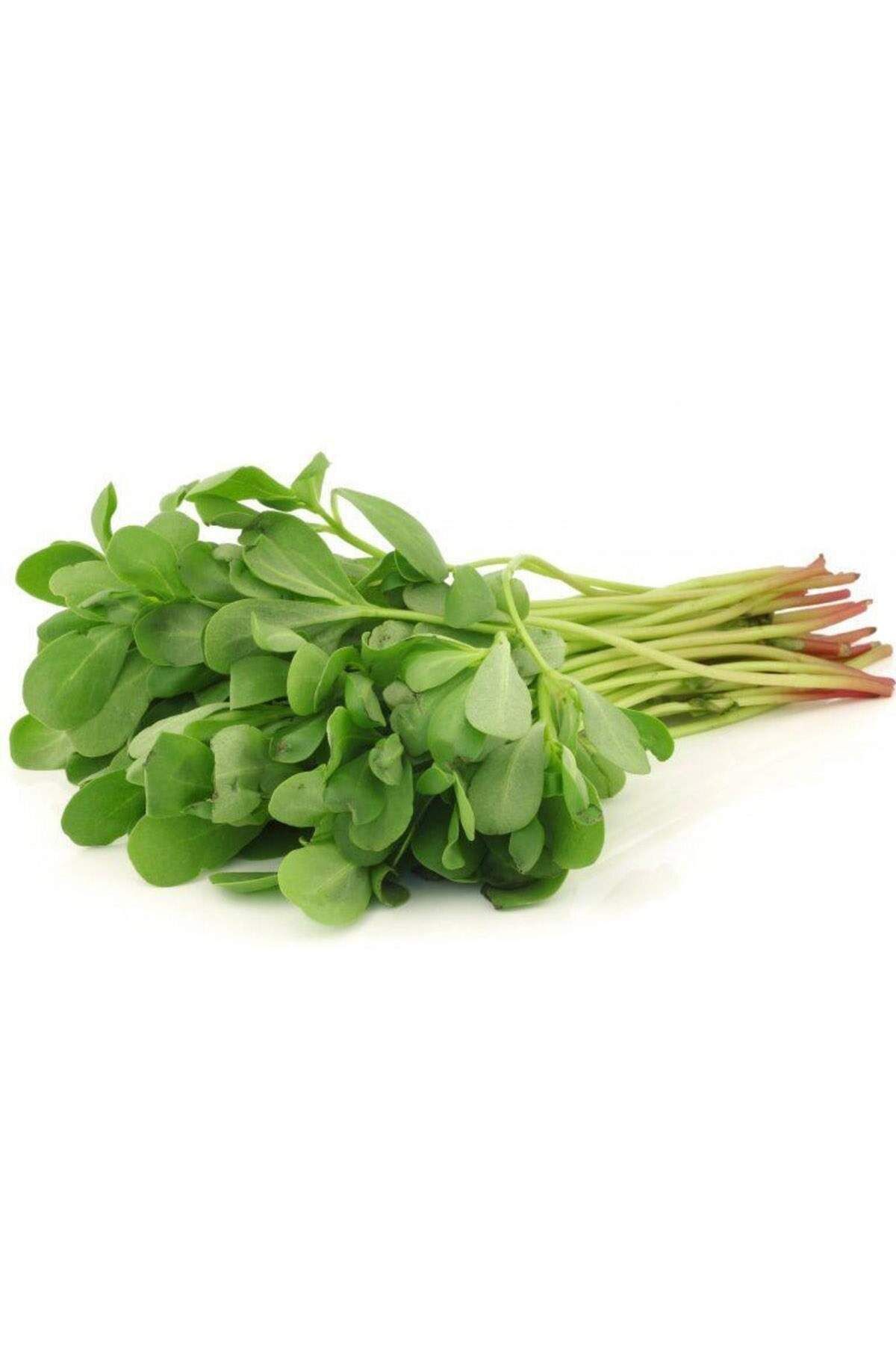 MBB ETİCARET Semizotu Tohumu 10 Gr