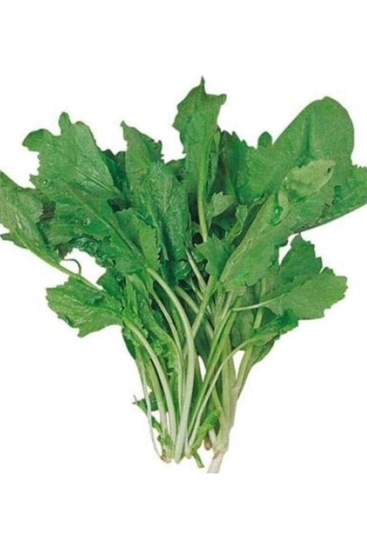 MBB ETİCARET Tere Tohumu 10 Gr