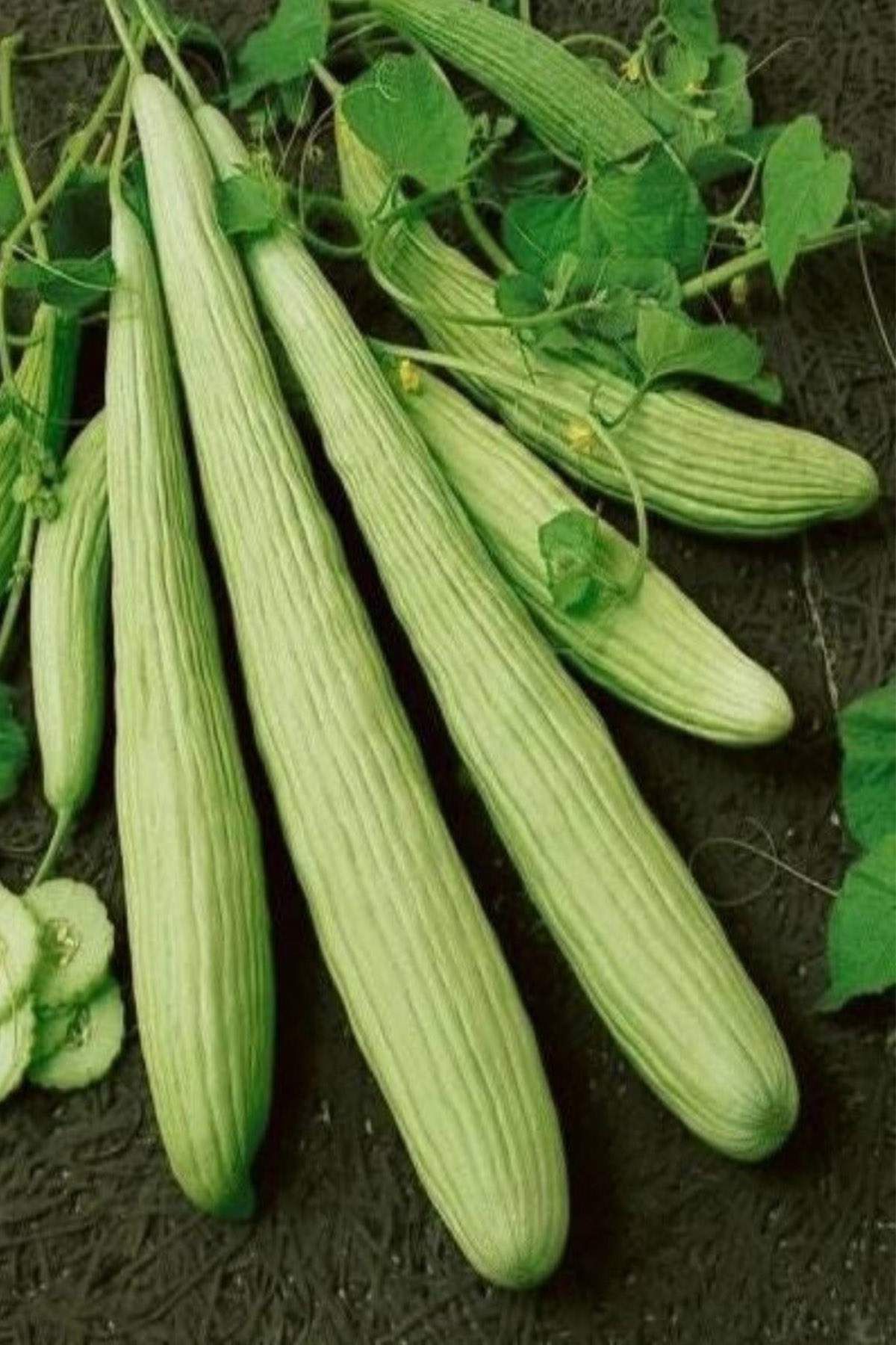 MBB ETİCARET Acur Tohumu 10 Gr