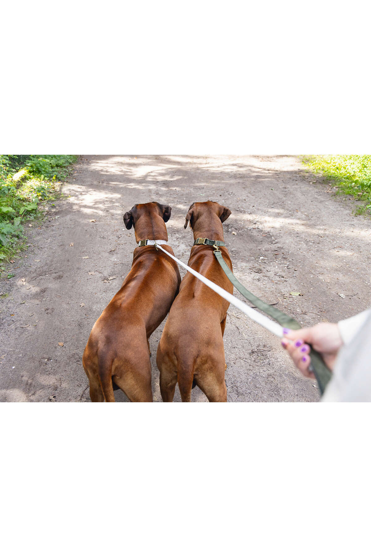 Beeztees-Dbl Dog Collar, Velvet, Nefti, 48-70cm, 25mm Svlrs 6