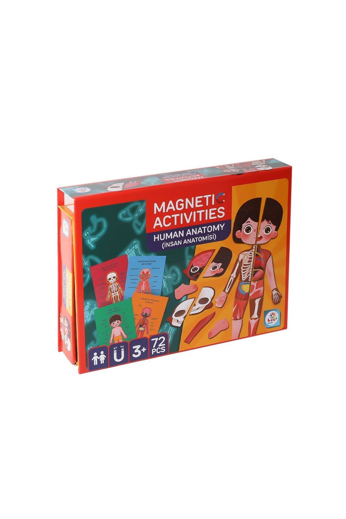 TimeStart LC986 Manyetik Aktivite İnsan Anatomisi -Laço