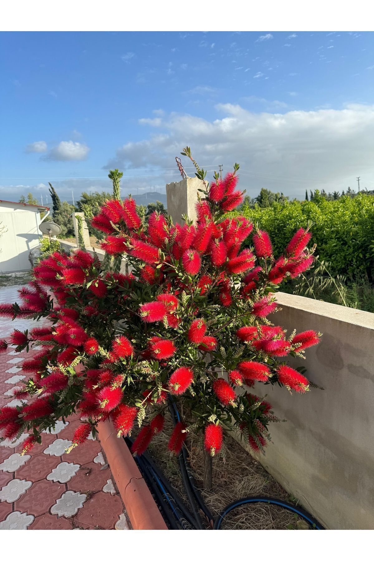 Ucuzluk Diyarı Fırça Çalısı Fidanı - Callistemon Laevis