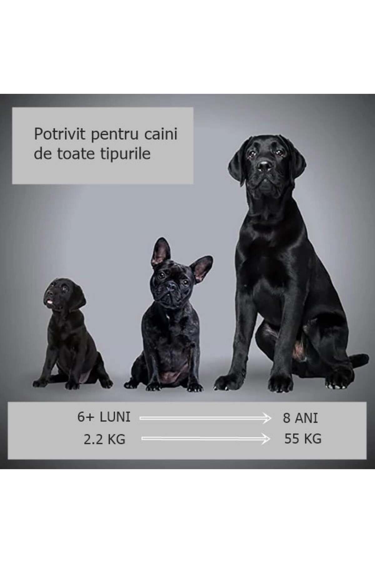 Depox-Ultrasonic Device Against Aggressive Dogs, Pet Training, 2 Frequency Modes, Black 5