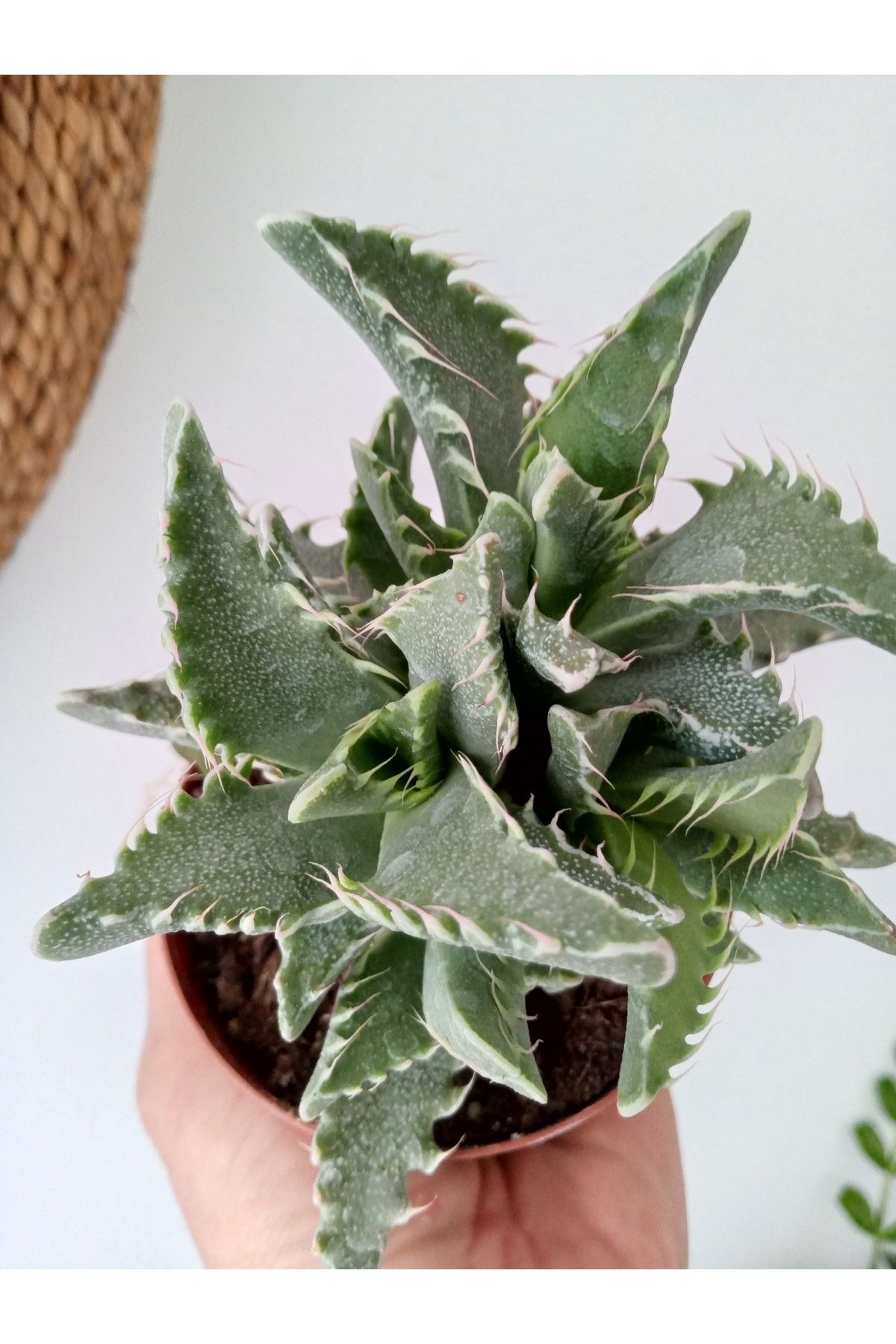 GROWTHPT Faucaria tigrina Dikey Formlu
