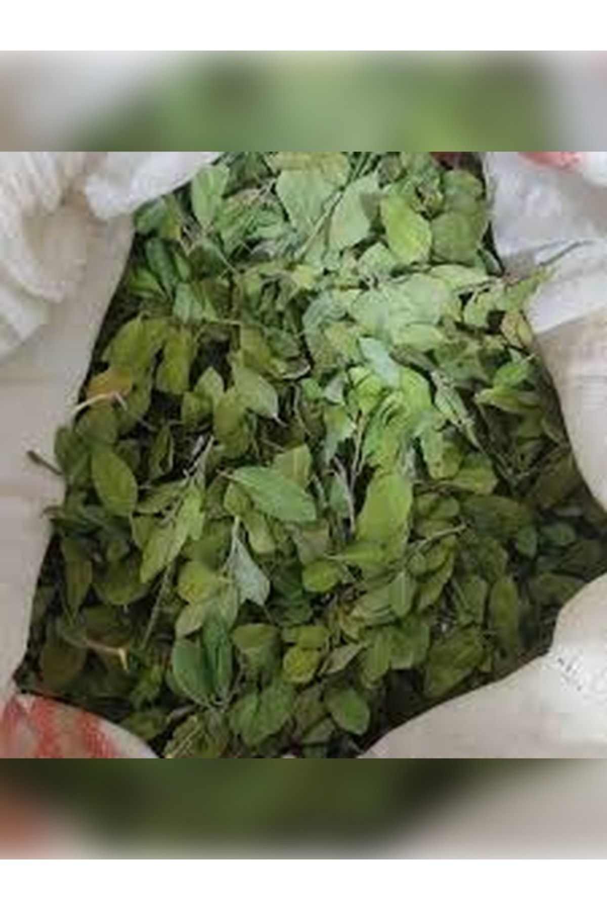 Velit Şemin Şifa Naturel SİDR YAPRAĞI OTU 50 GR