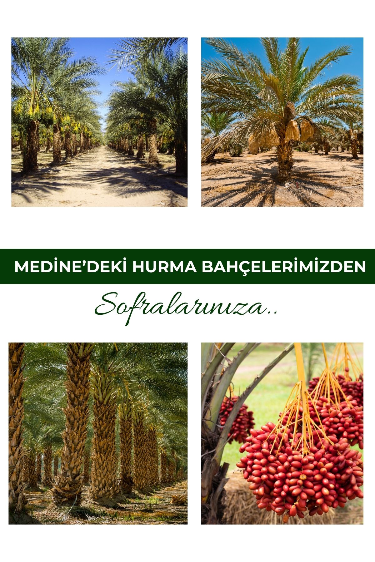 payitaht hurma-مركز عصير التمر الجديد - 350 جرام × 10 5