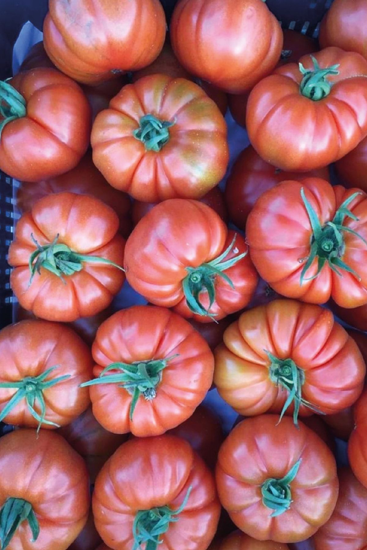 Village Tomato Seedling 5 Pieces