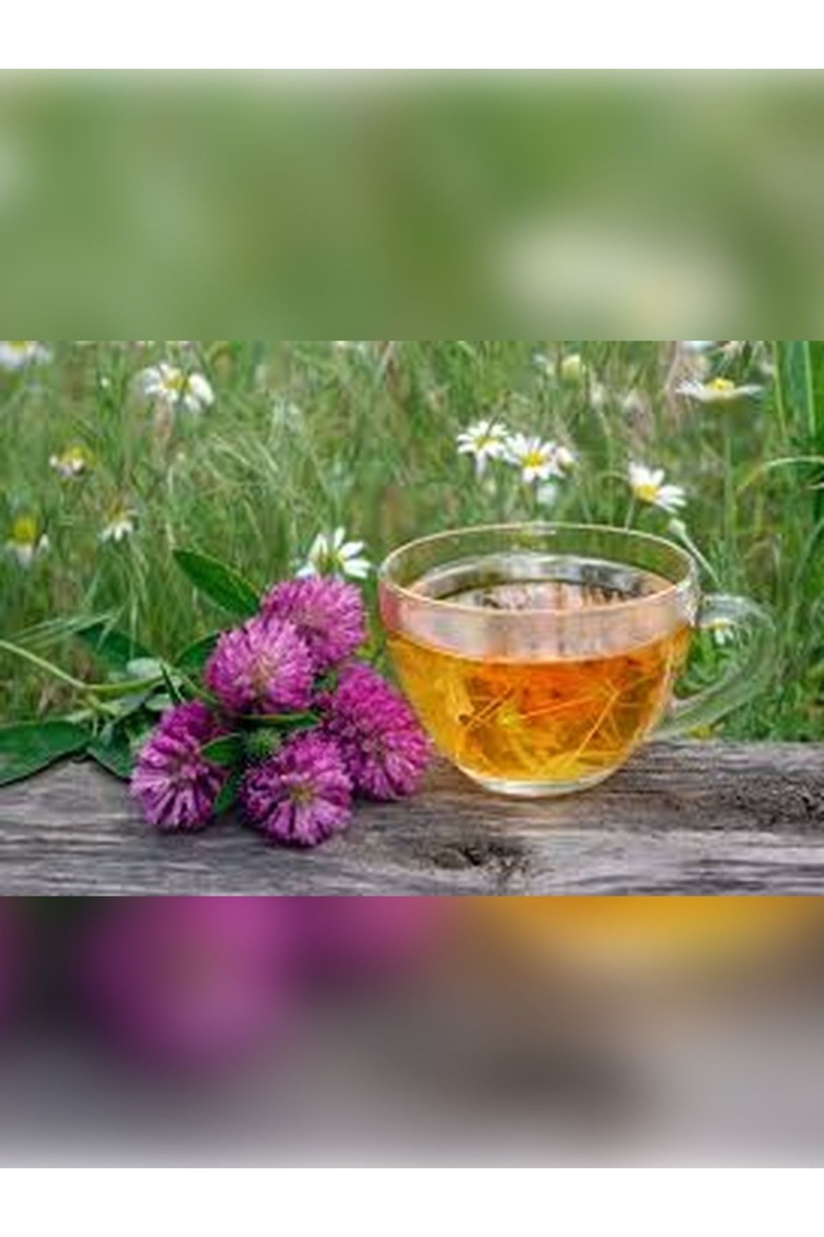 Velit Şemin Şifa Naturel EKİNEZYA ÇAYI YENİ MAHSÜL 50 GR