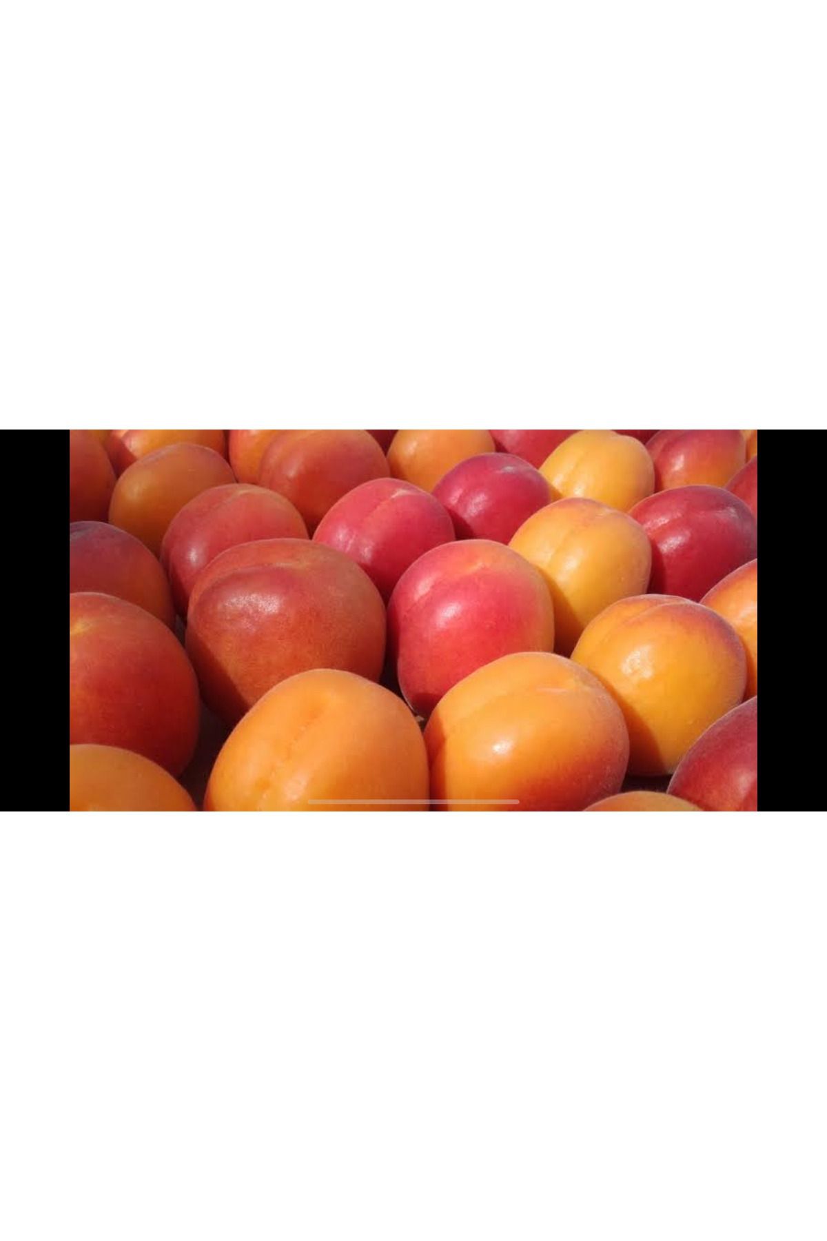 shop Torbalı 2 Yaşında Aşılı Erkenci Cebas Red Kayısı Fidanı