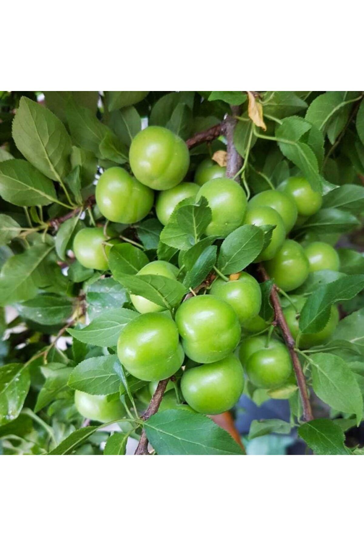 shop TORBALI 2 YAŞINDA AŞILI PAPAZ ERİK FİDANI