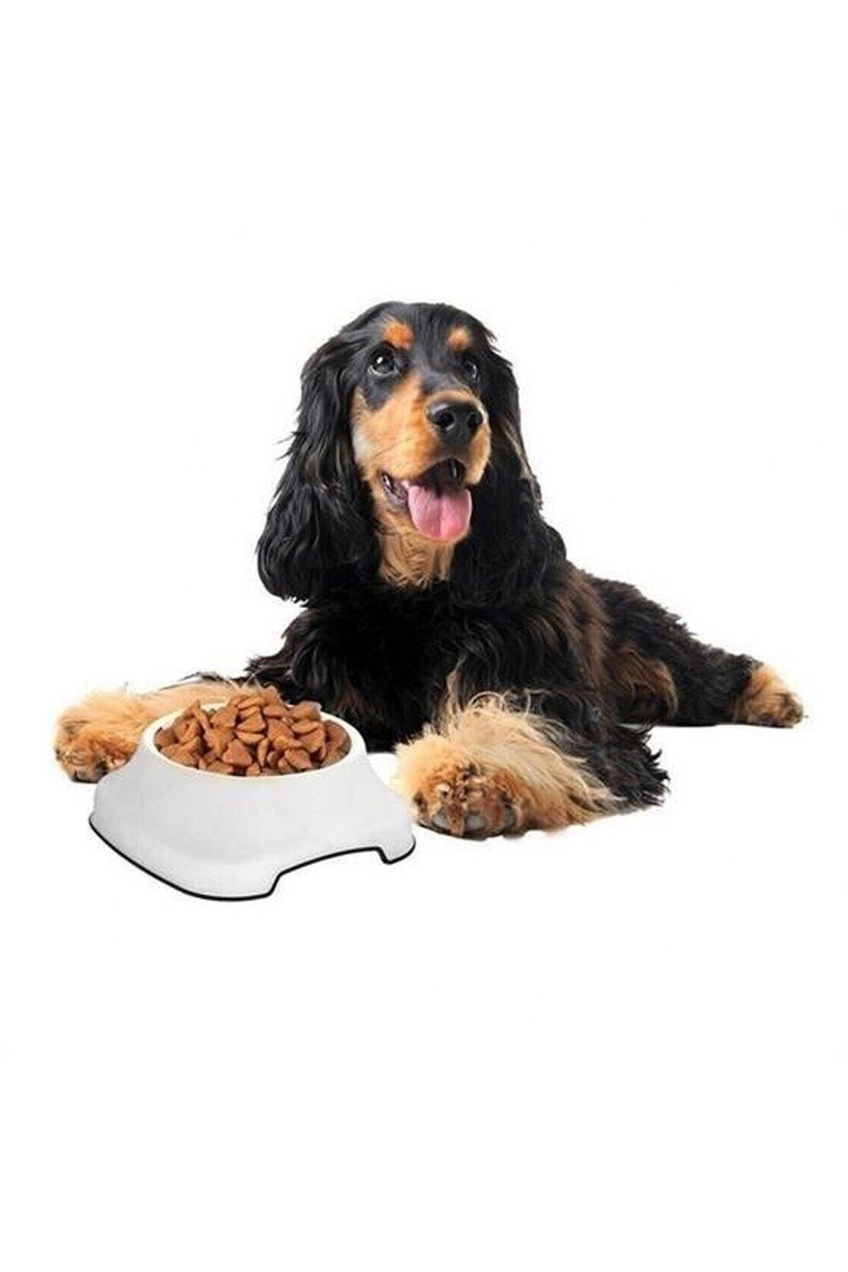 tedaks Silikon Kaydırmaz Taban Plastik Kedi ve Köpek Mama ve Su Kabı 2 L