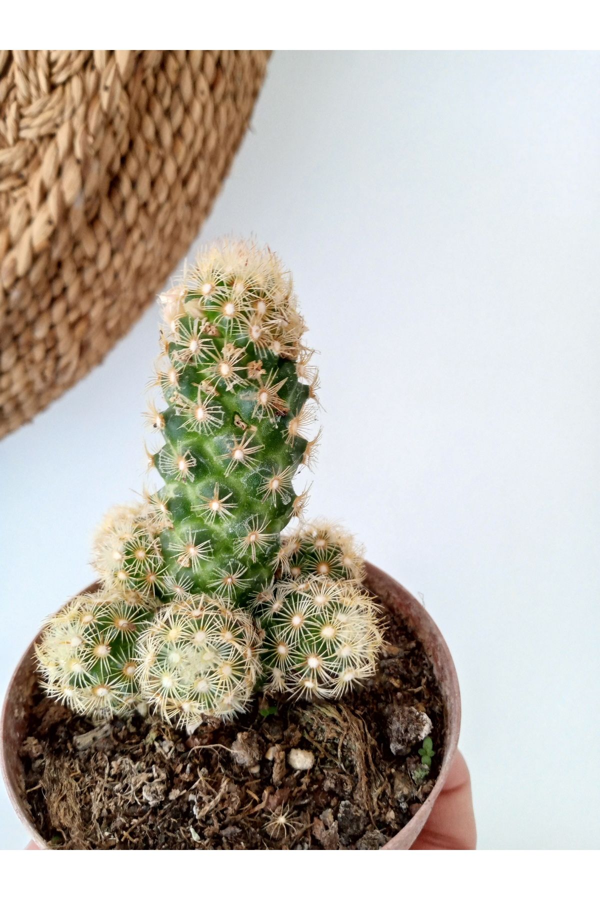 GROWTHPT Mammillaria Elongata Kaktüs
