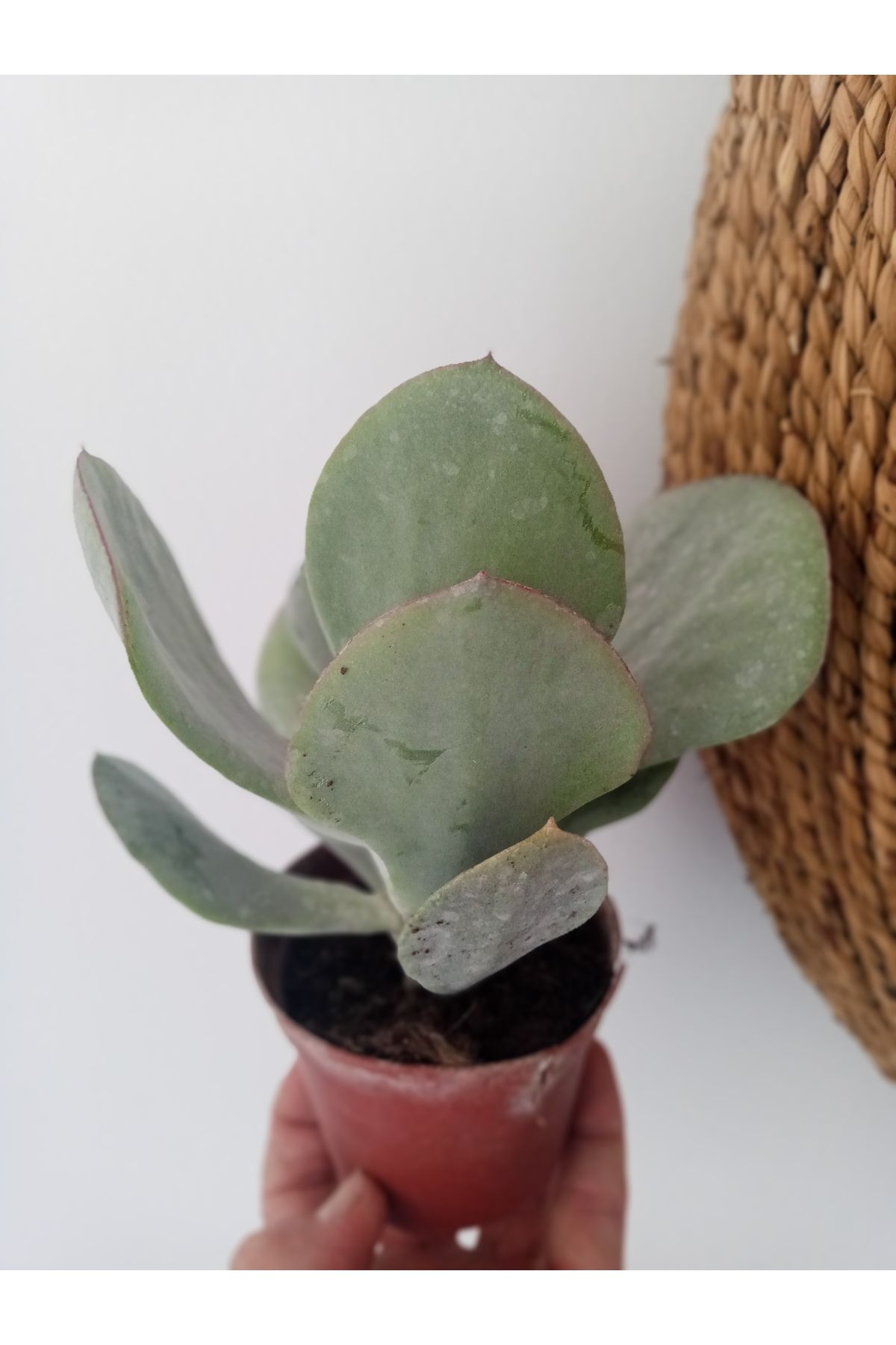 GROWTHPT Cotyledon Orbiculata Silver