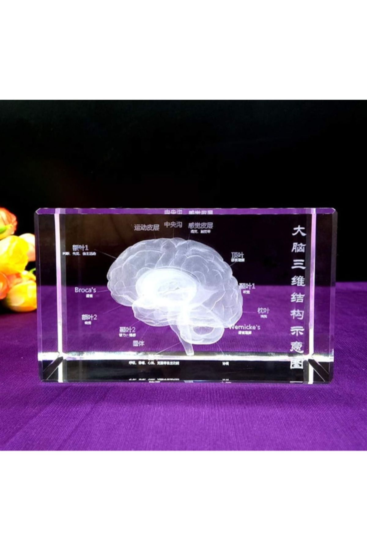KfksStore 3D Kristal İnsan Beyni Modeli