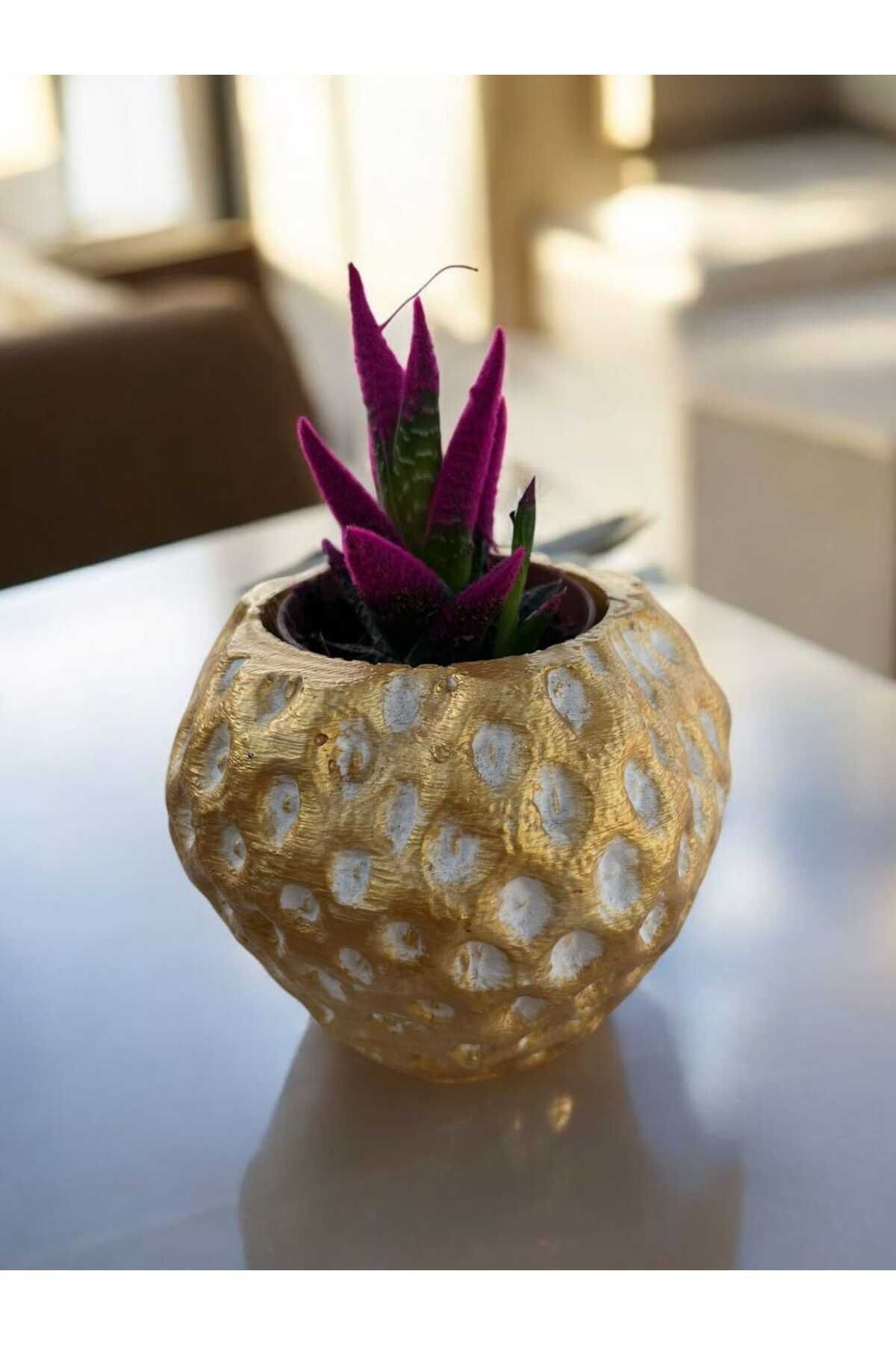 EM&MA DESİNG SUKULENT SAKSILIK DEKOR 11x9 CM DEKOR OBJE