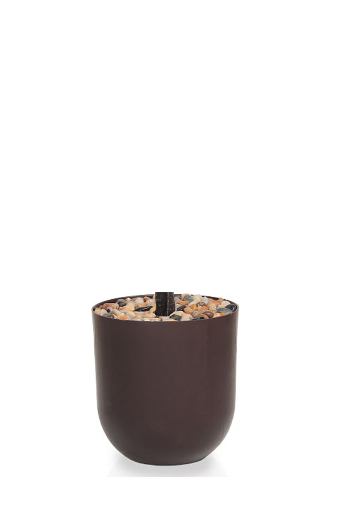 Generic-Lemon tree in a cylindrical plastic pot 3