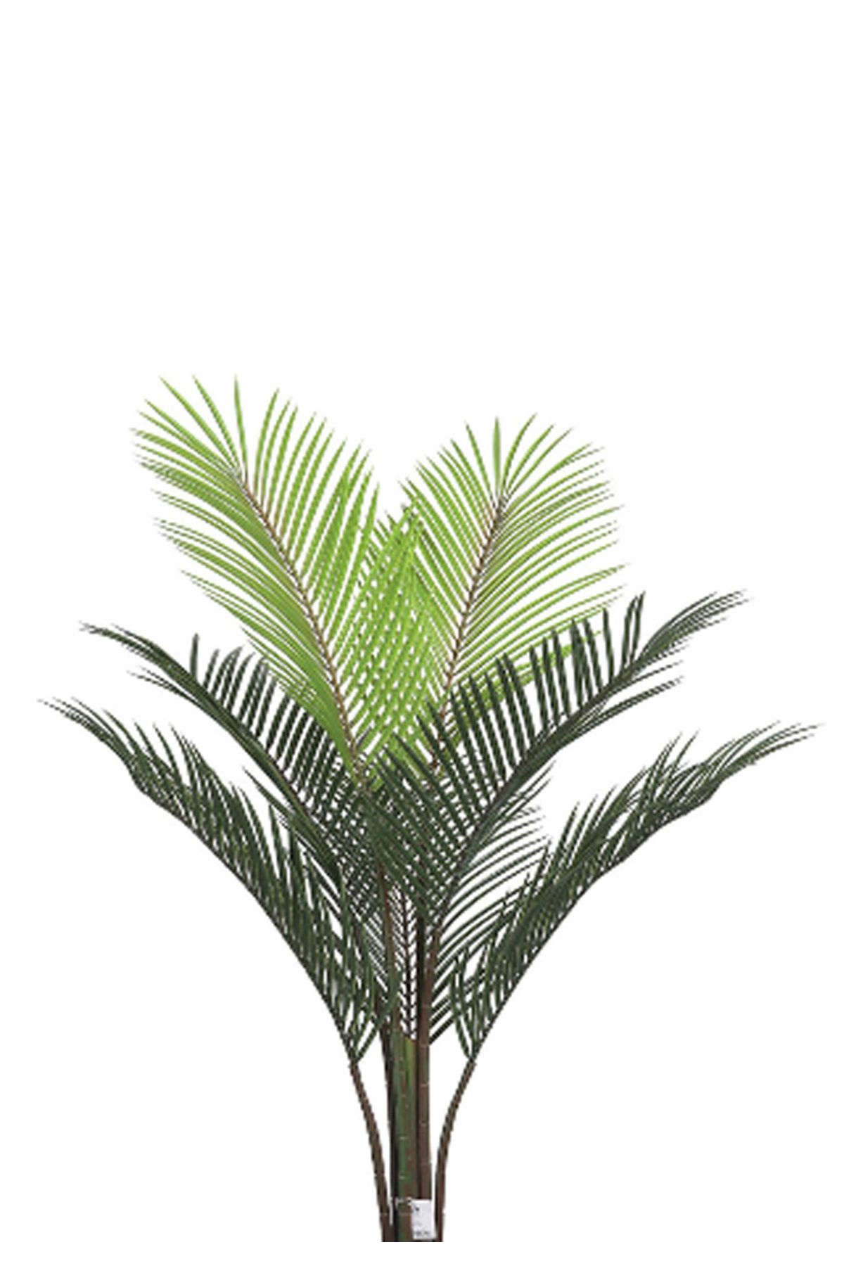 Generic-Areca tree (7 branches) in a round plastic container 2