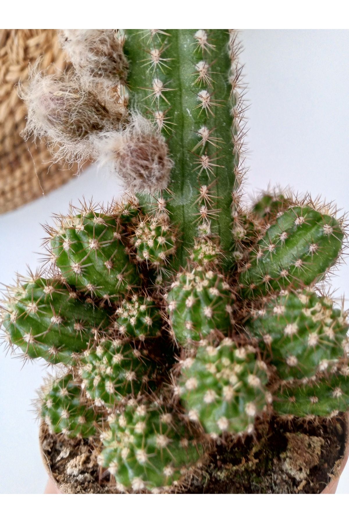 GROWTHPT Mammillaria spp. Kaktüs