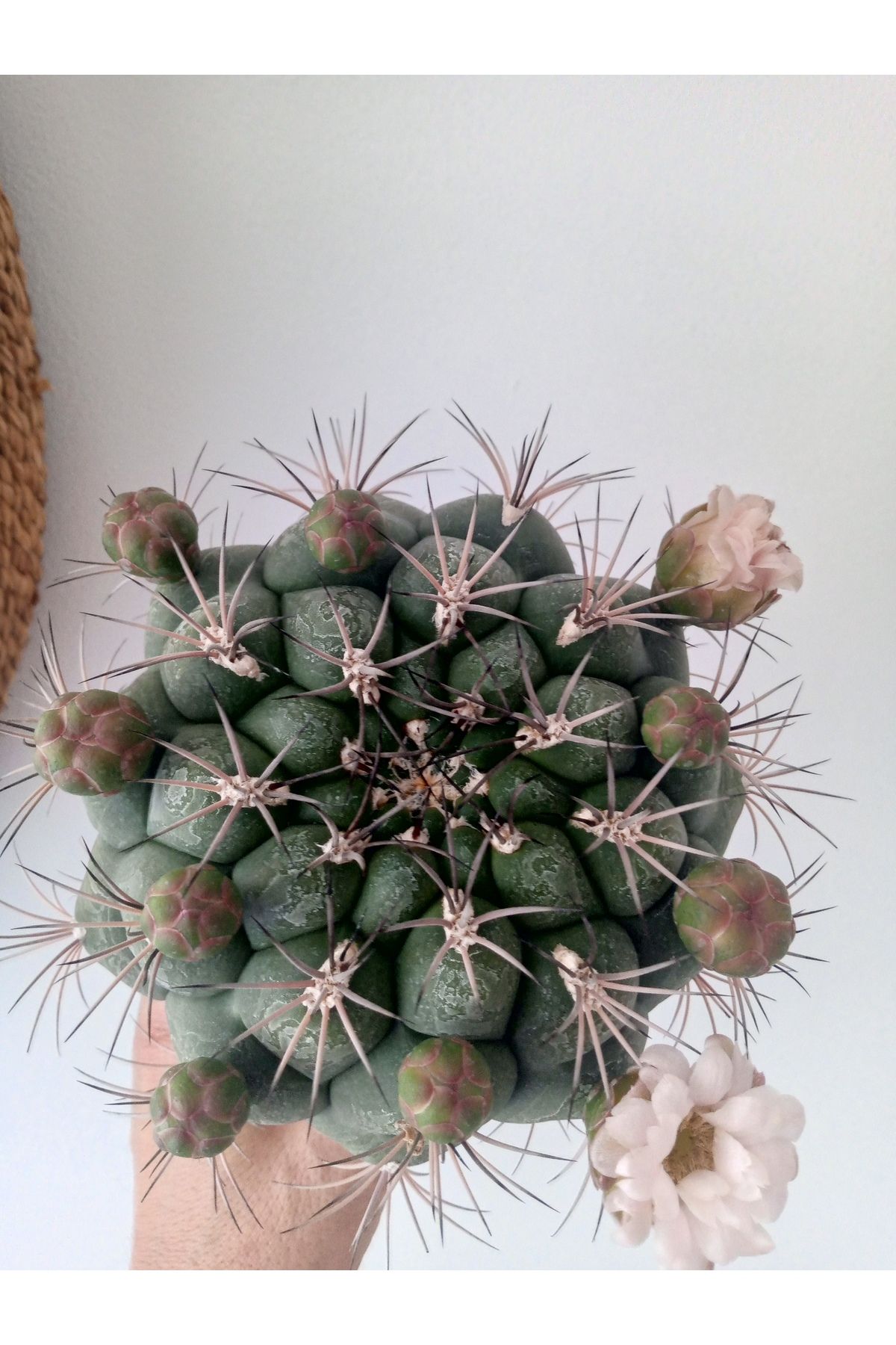 GROWTHPT Gymnocalycum Saglionis- İri çaplı