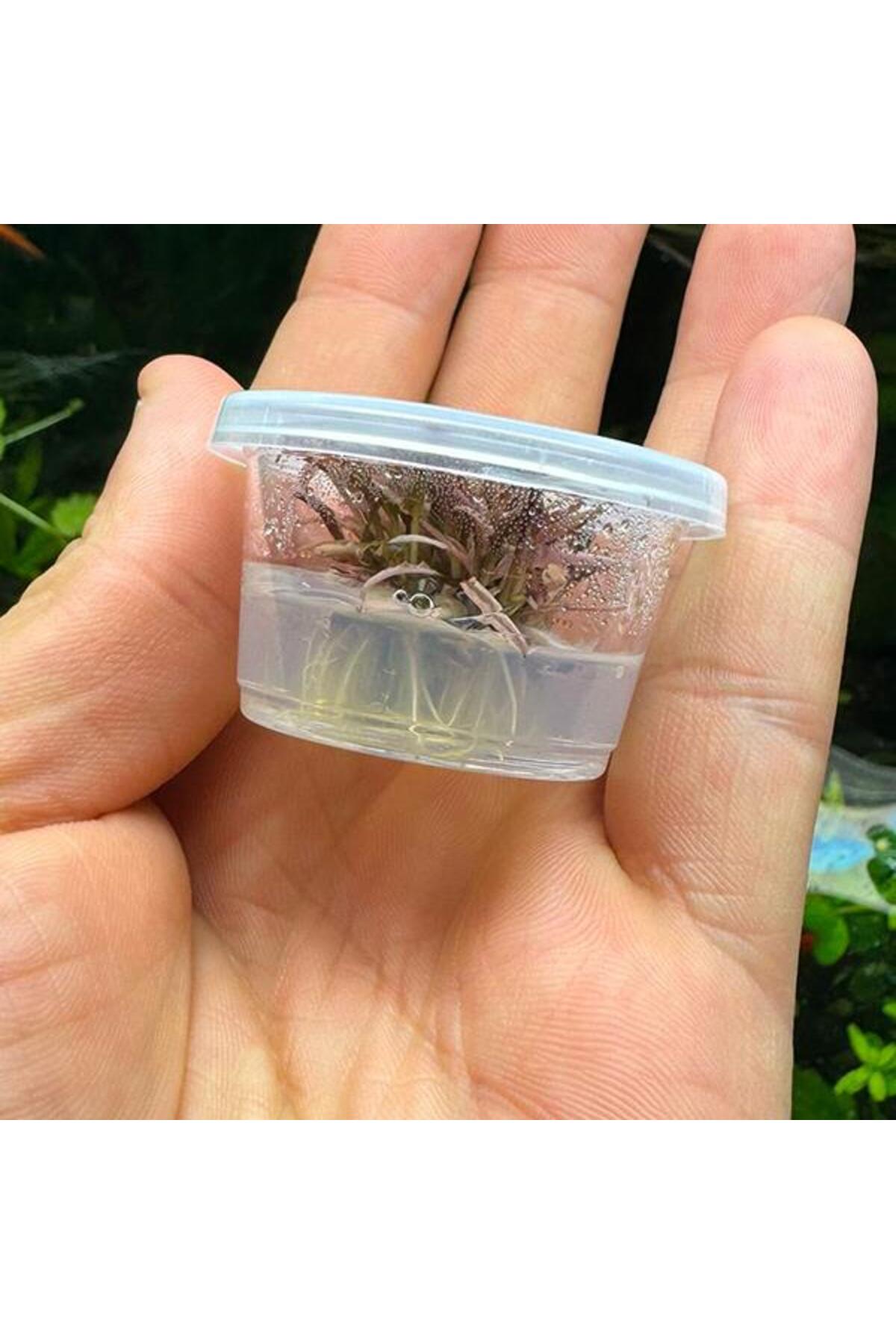 İthâl Bitki Cryptocoryne Wendtii Flamingo Küçük In Vitro Cup Canlı